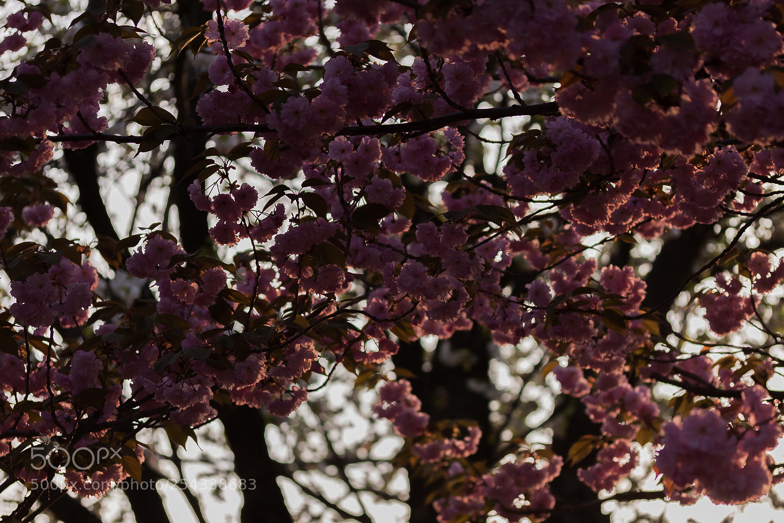 Canon EOS 50D sample photo. Untitled (of ) photography