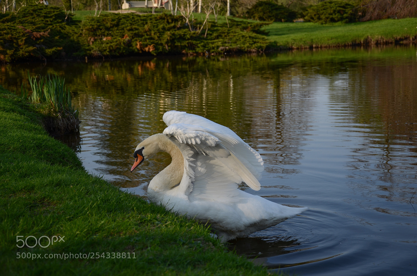 Nikon D7000 sample photo. Swan photography