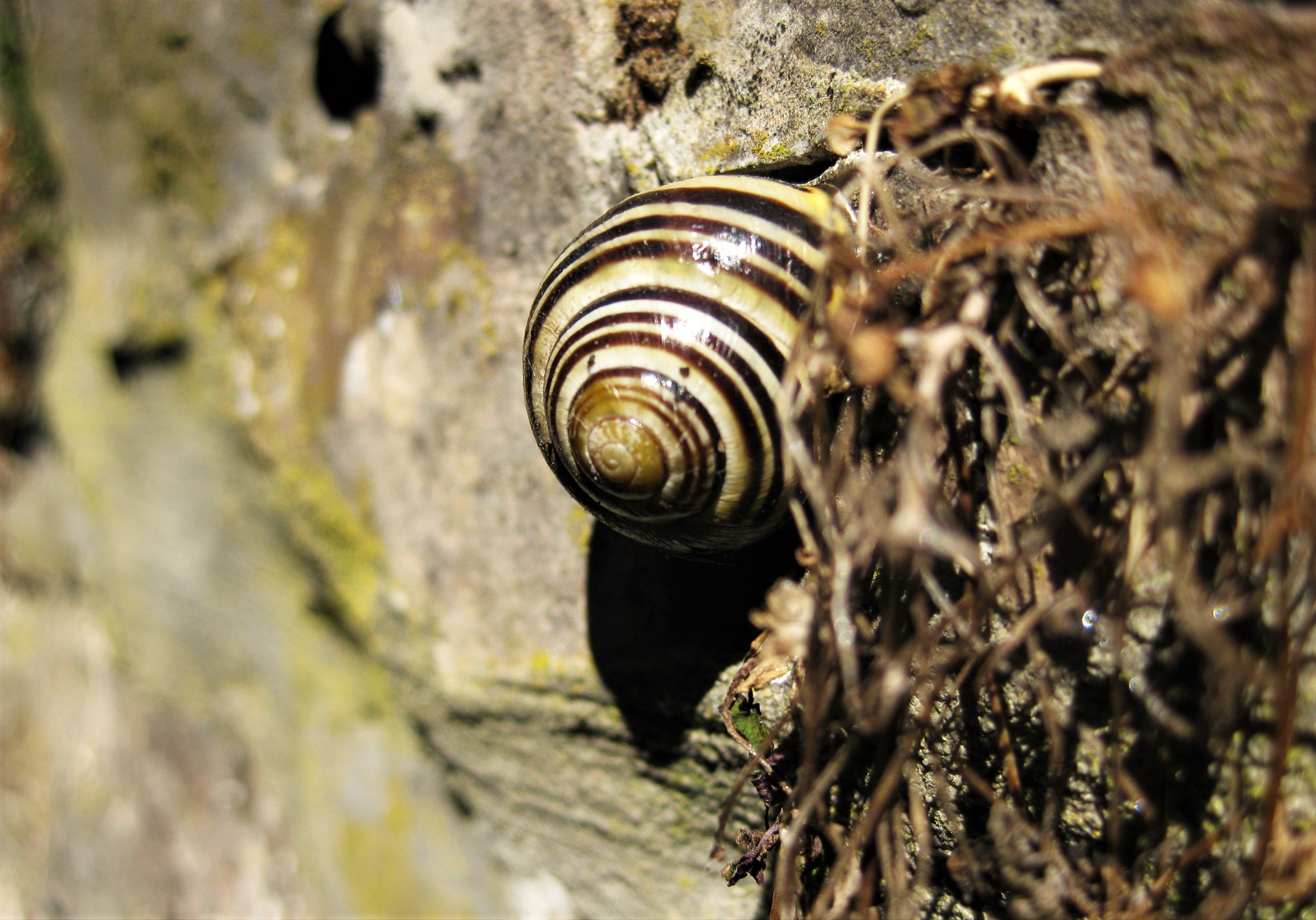 Canon PowerShot SD1100 IS (Digital IXUS 80 IS / IXY Digital 20 IS) sample photo. Snail photography