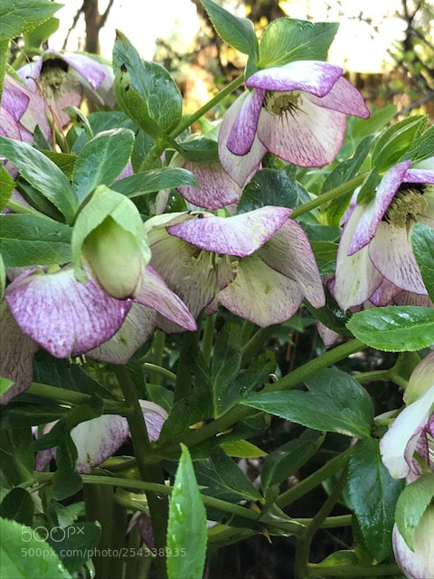 Apple iPhone 7 sample photo. Hellebore cultivar photography
