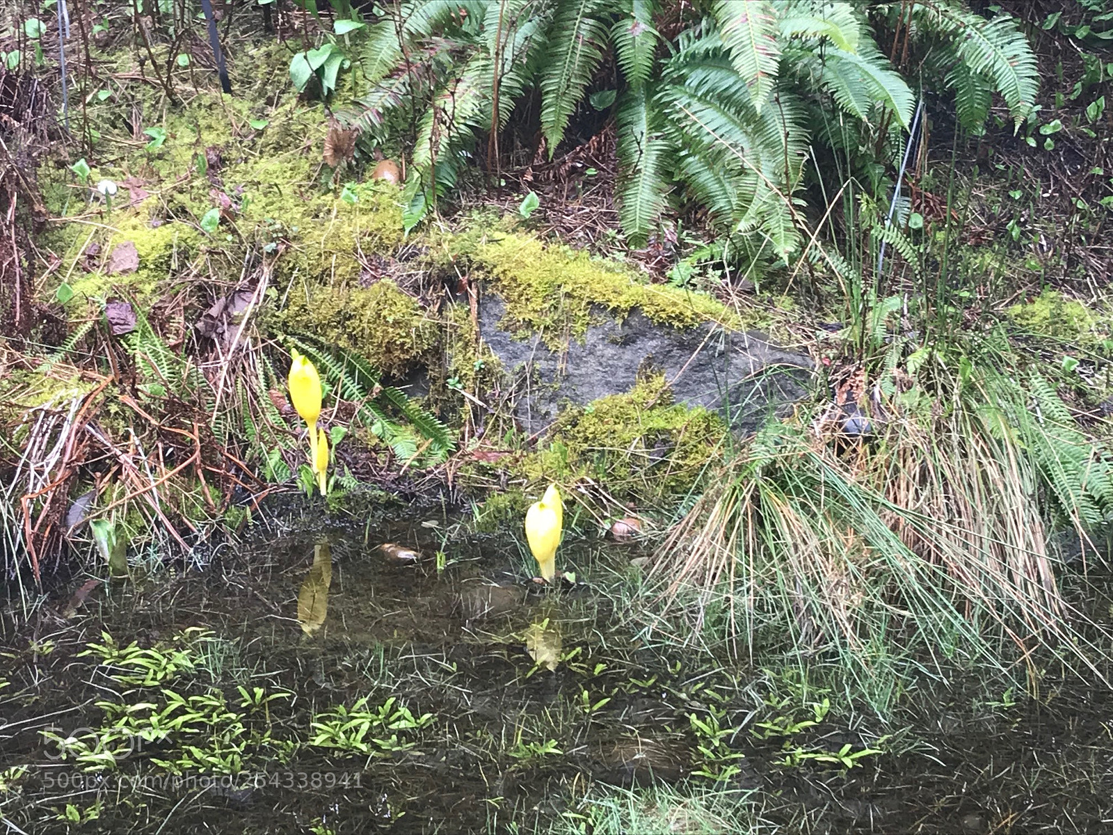 Apple iPhone 7 sample photo. Western skunk cabbage lysichiton photography