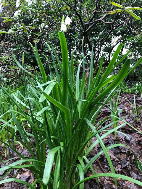 Apple iPhone 7 sample photo. Summer snowflake (leucojum aestivum) photography