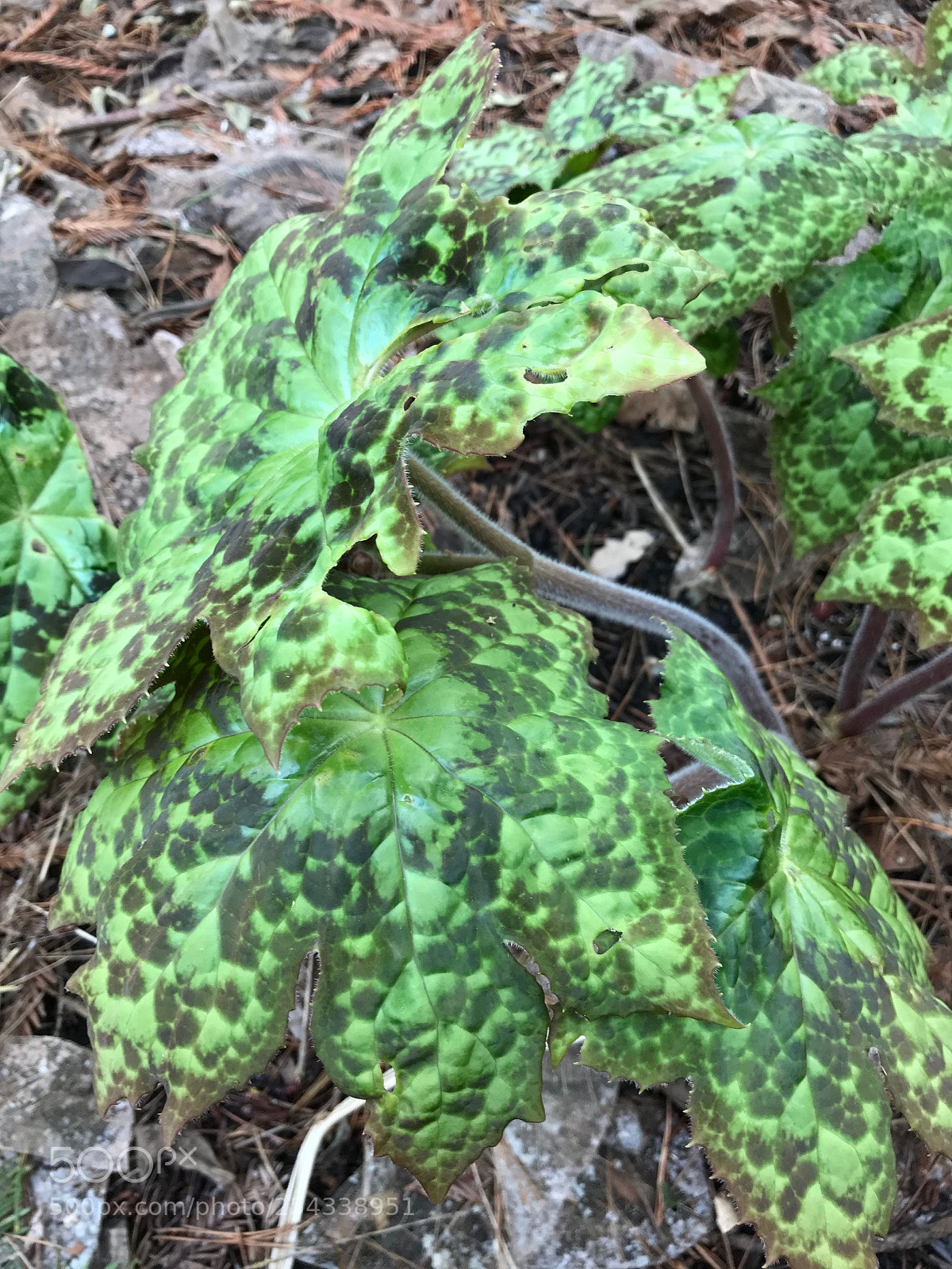 Apple iPhone 7 sample photo. Spotty dotty (podophyllum) photography