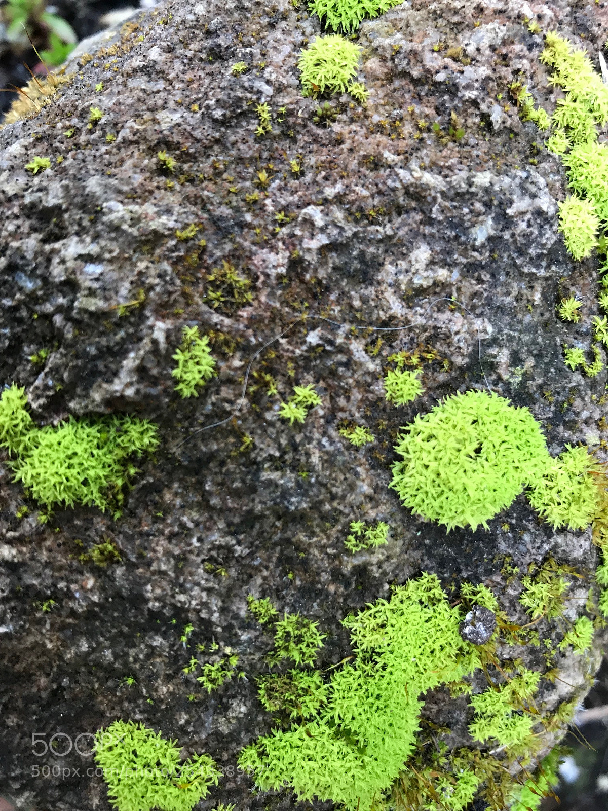 Apple iPhone 7 sample photo. Moss (bryophyta) photography