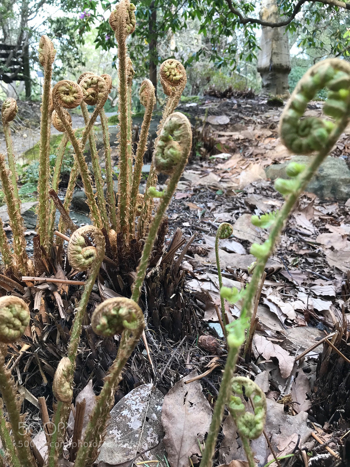 Apple iPhone 7 sample photo. Male fern dryopteris filix-mas photography