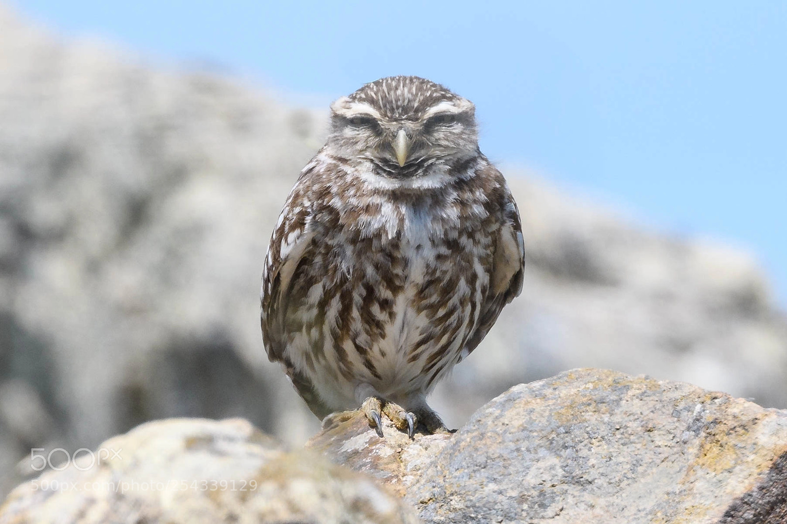Nikon D500 sample photo. Little owl - on photography