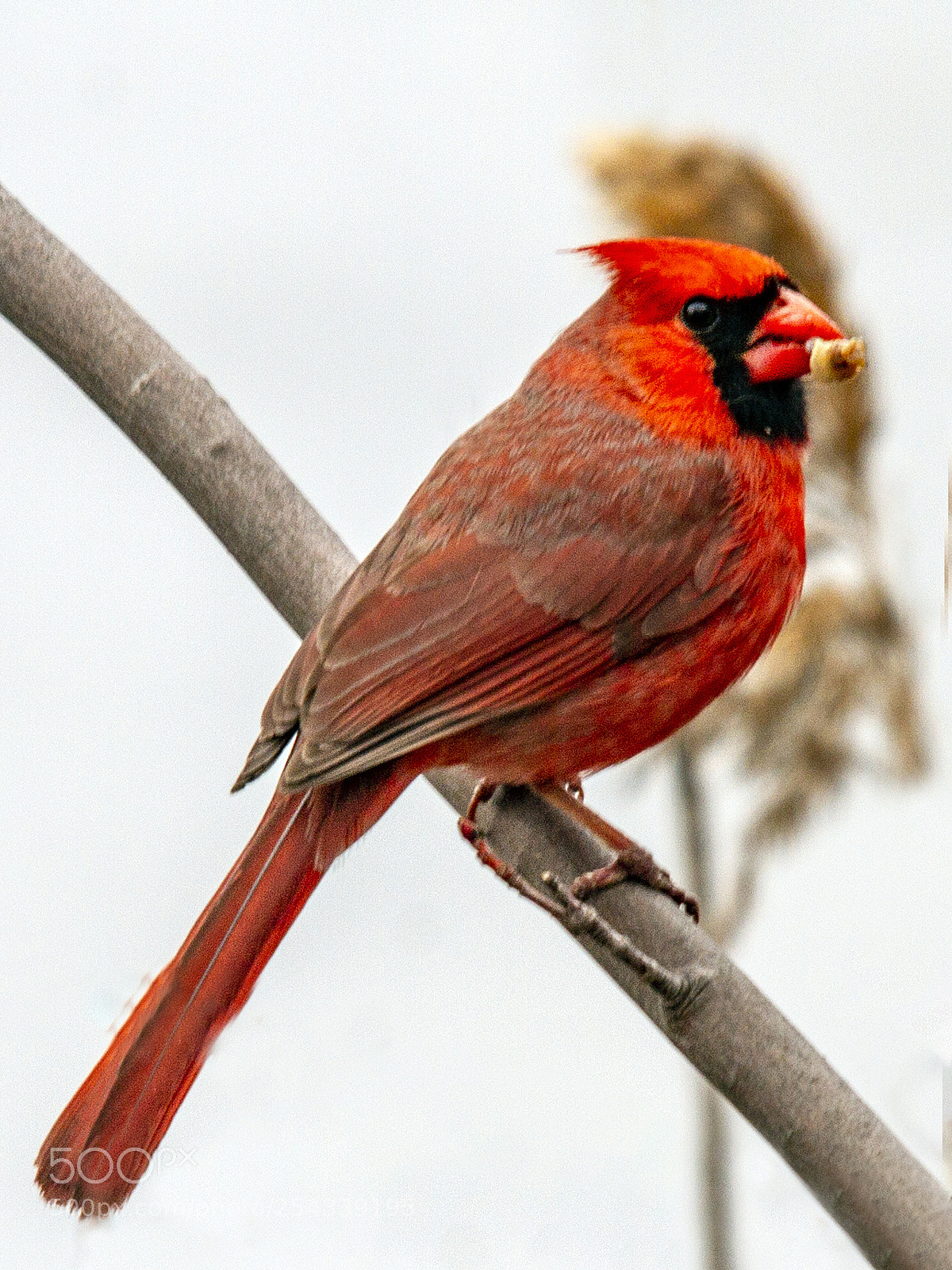 Canon EOS 7D sample photo. Red cardinal (male) photography