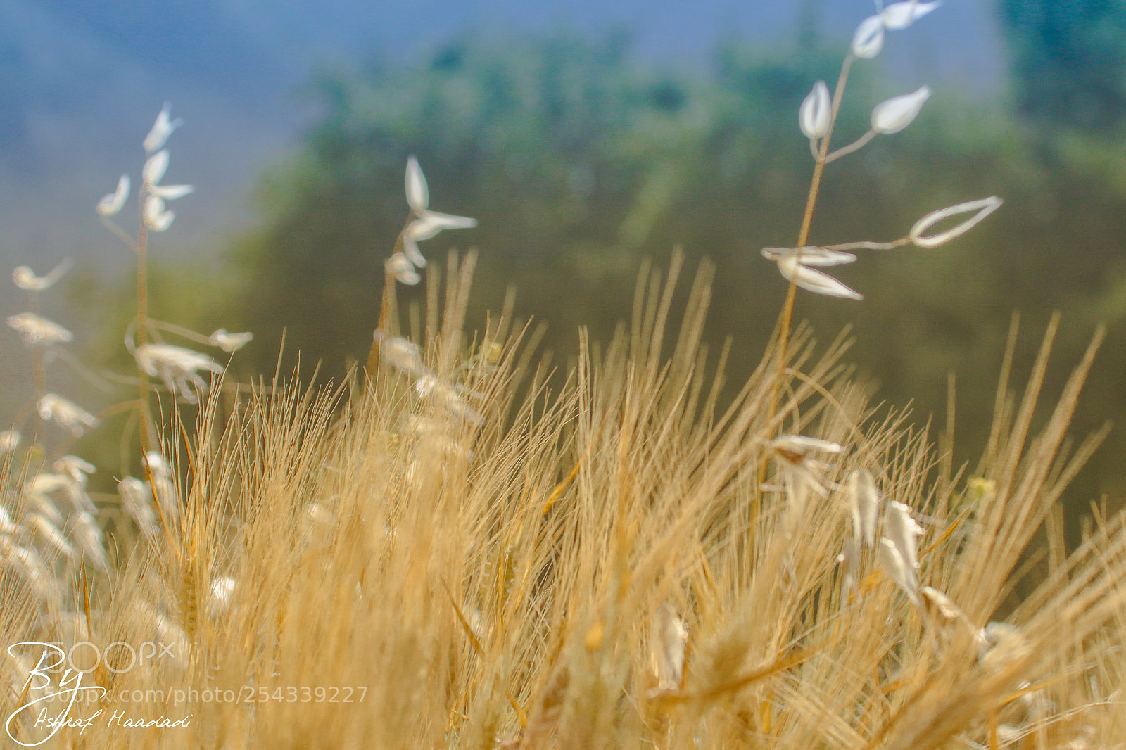 Canon EOS 7D Mark II sample photo. Nature photography