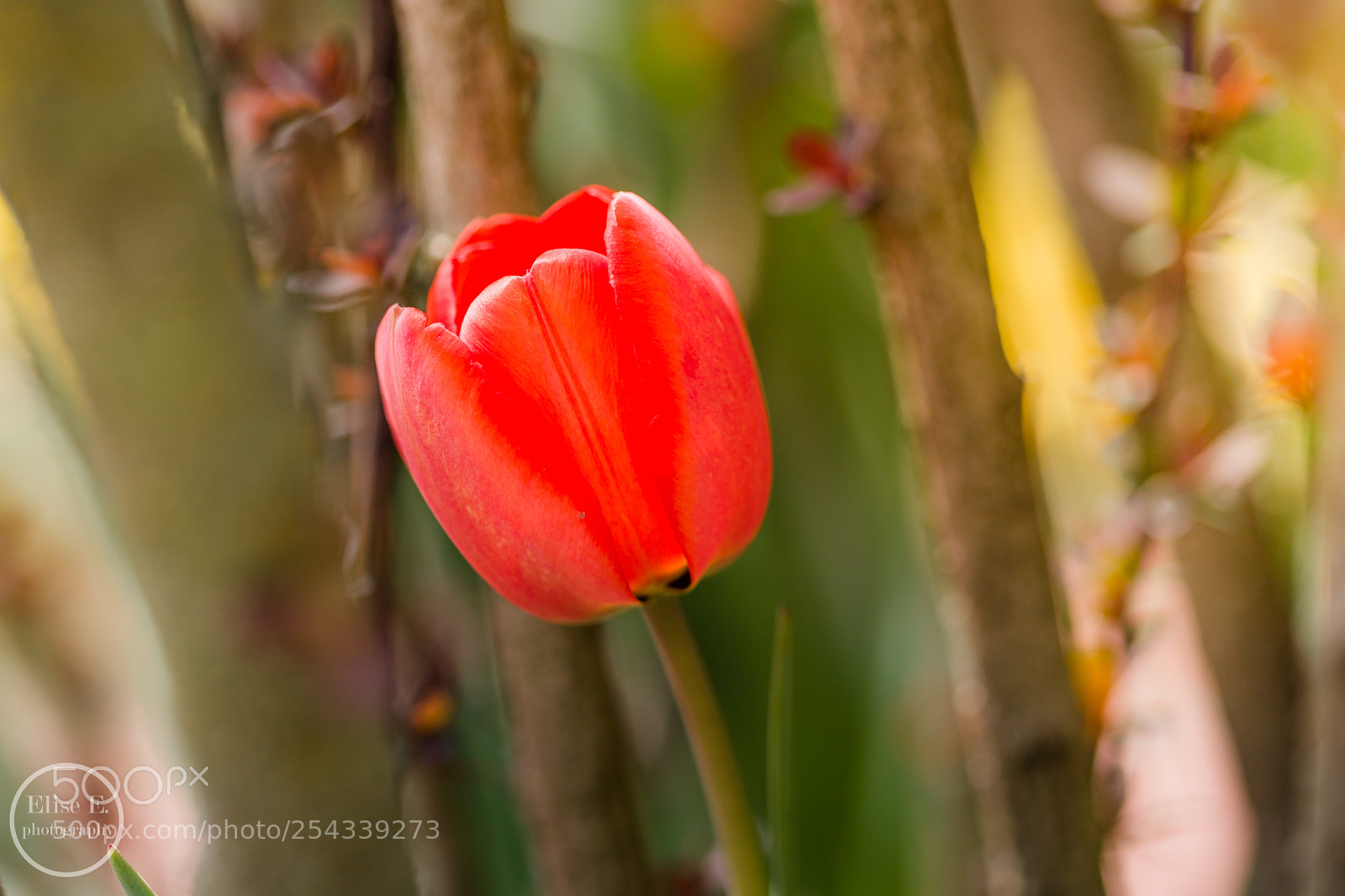 Canon EOS 6D Mark II sample photo. Tulip photography