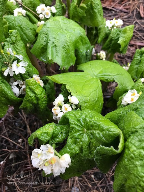 Apple iPhone 7 sample photo. Umberlla leaf (diphylleia grayi) photography