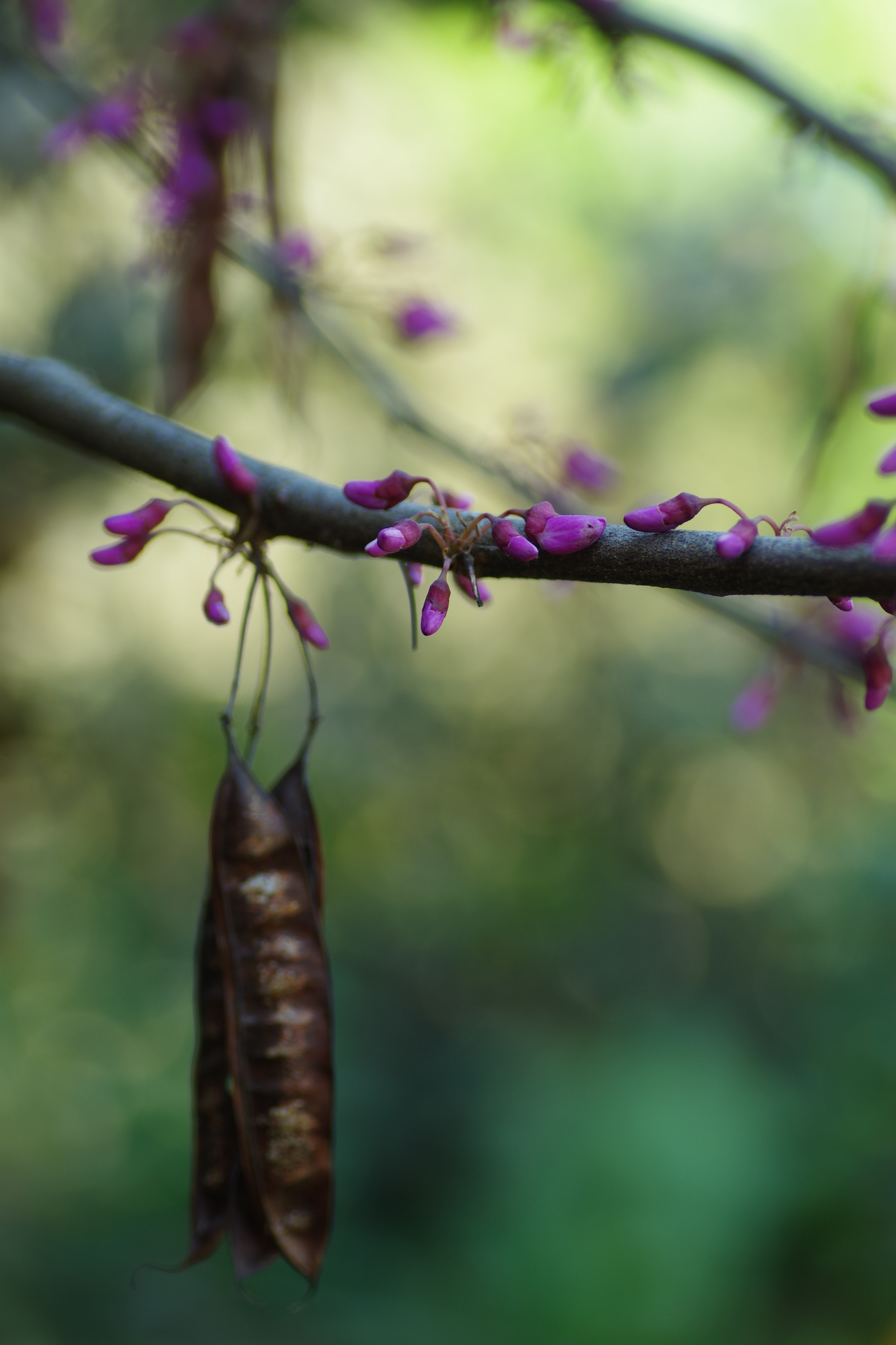 Pentax K-S2 + Tamron SP AF 90mm F2.8 Di Macro sample photo. Transition photography