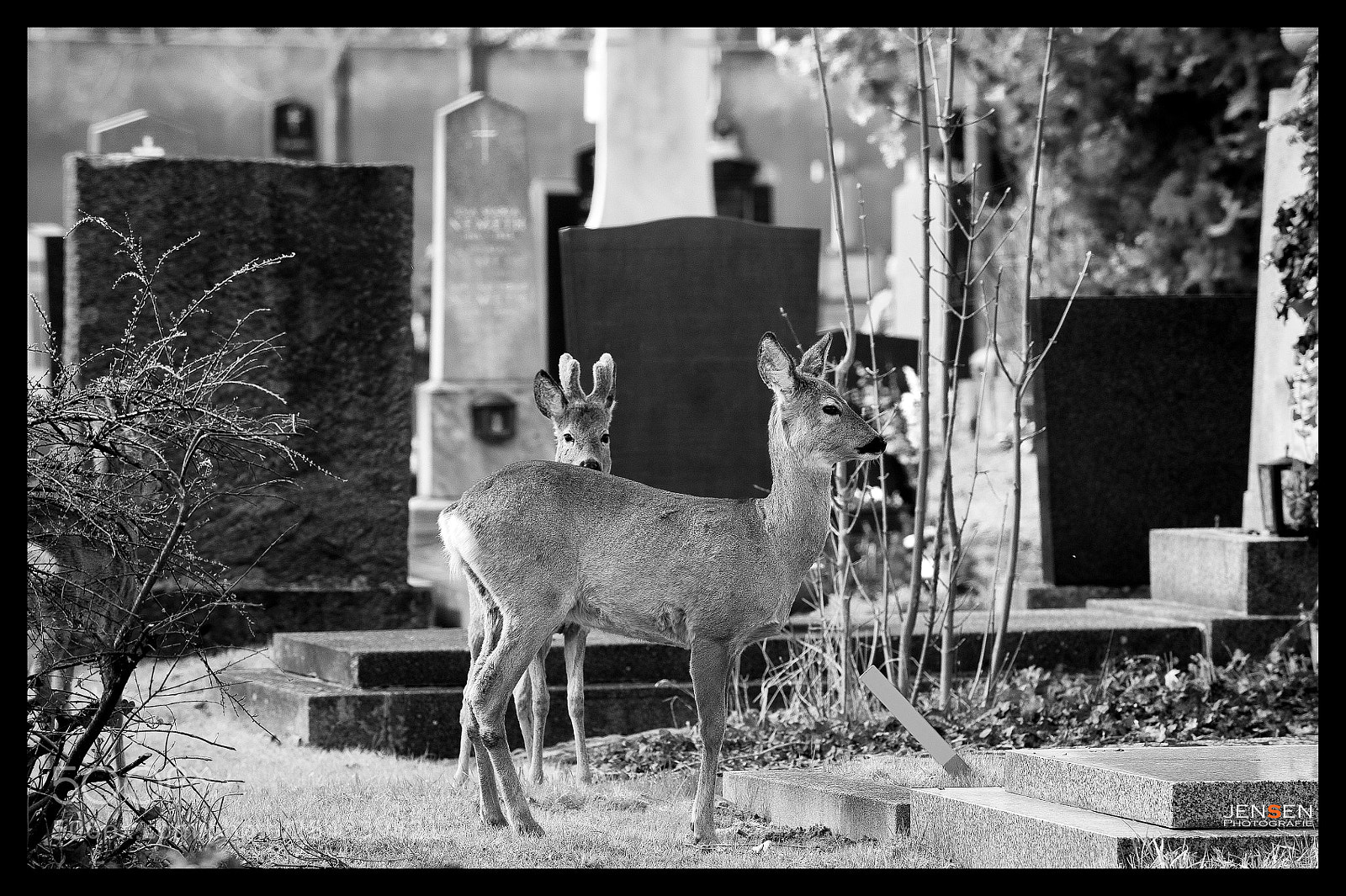 Nikon D4S sample photo. Between the stones photography