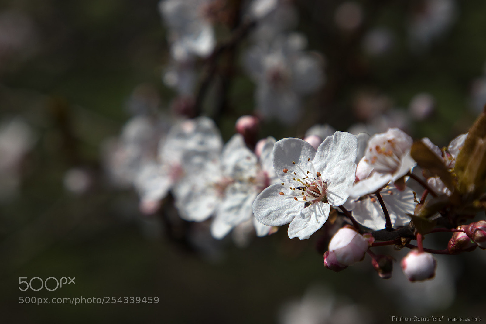 Canon EOS 80D sample photo. Prunus cerasifera photography