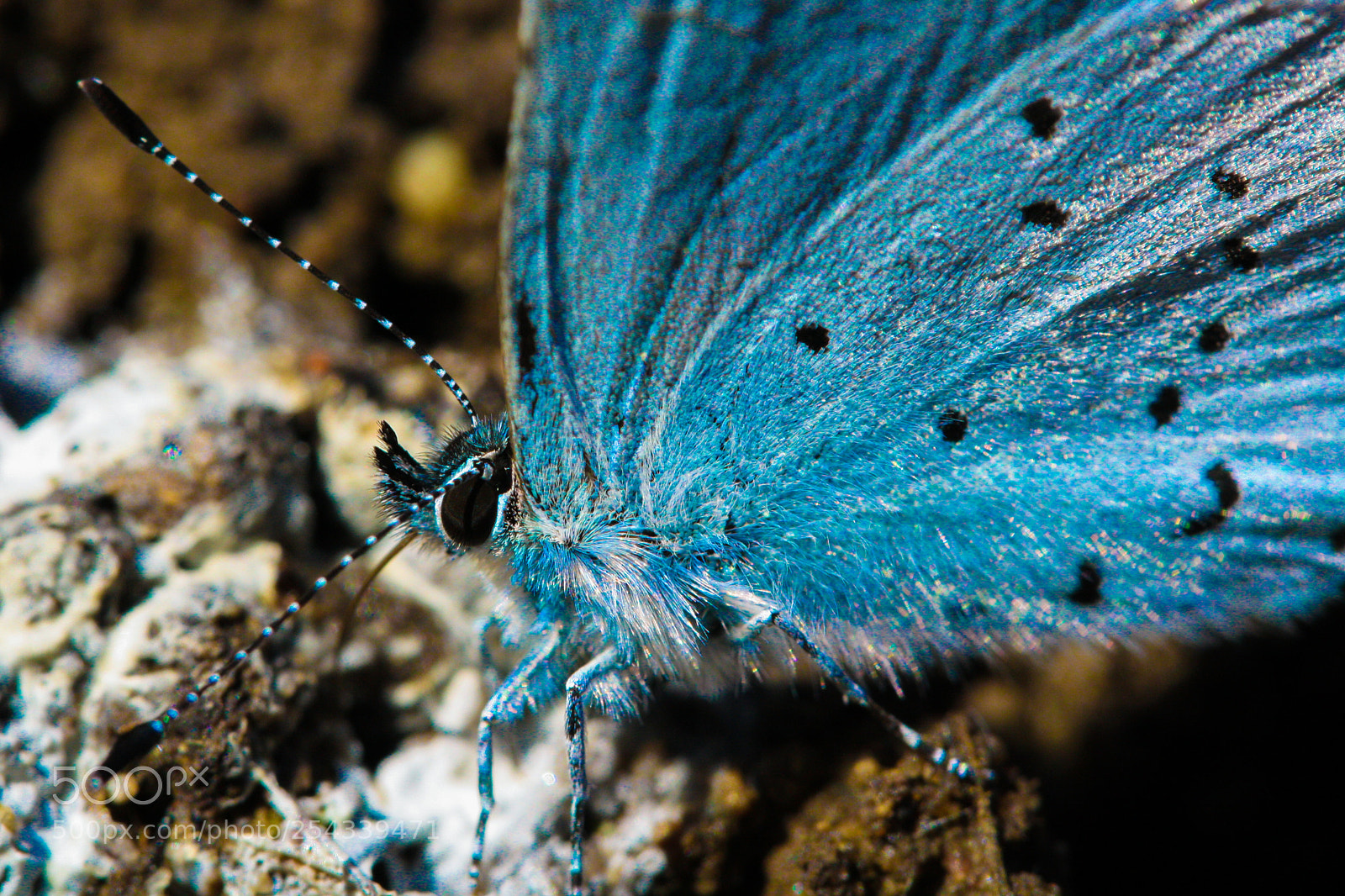 Canon EOS 1000D (EOS Digital Rebel XS / EOS Kiss F) sample photo. Blue butterfly photography