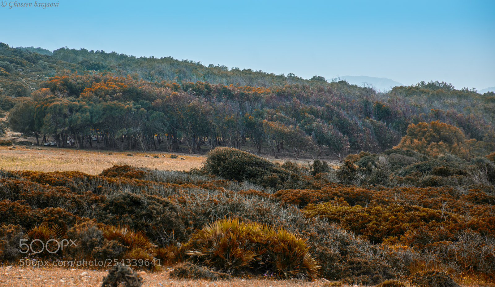 Nikon D800E sample photo. Forest sea photography