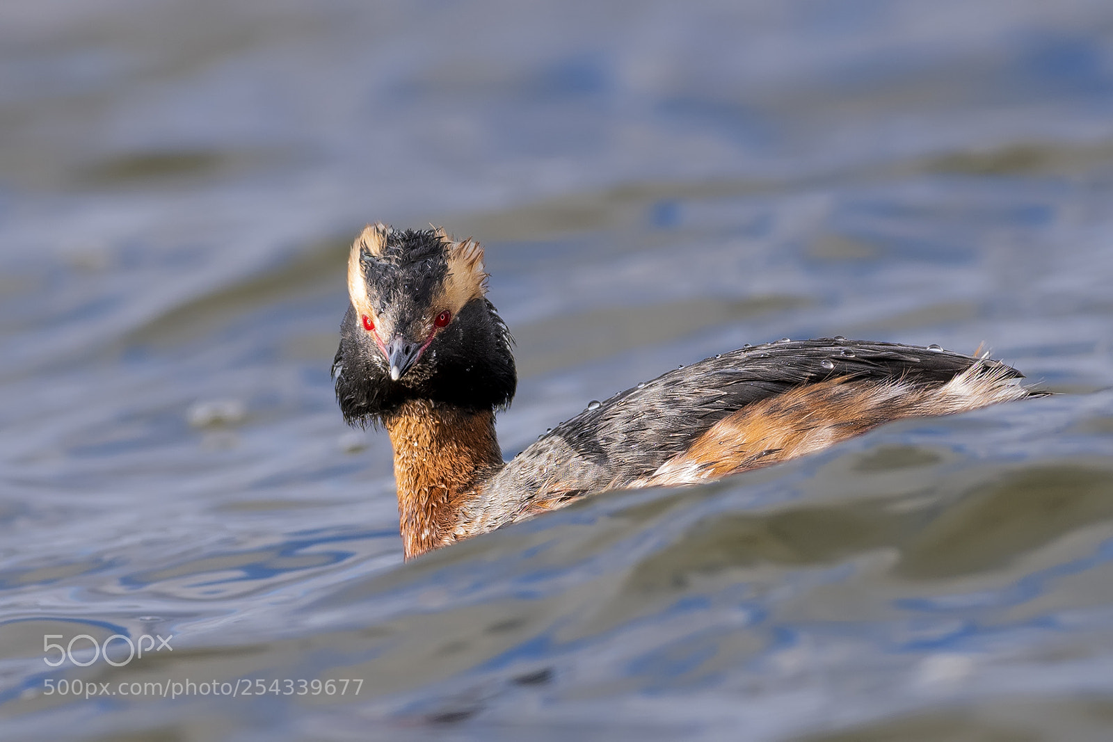 Nikon D850 sample photo. Horned grebe in waves photography