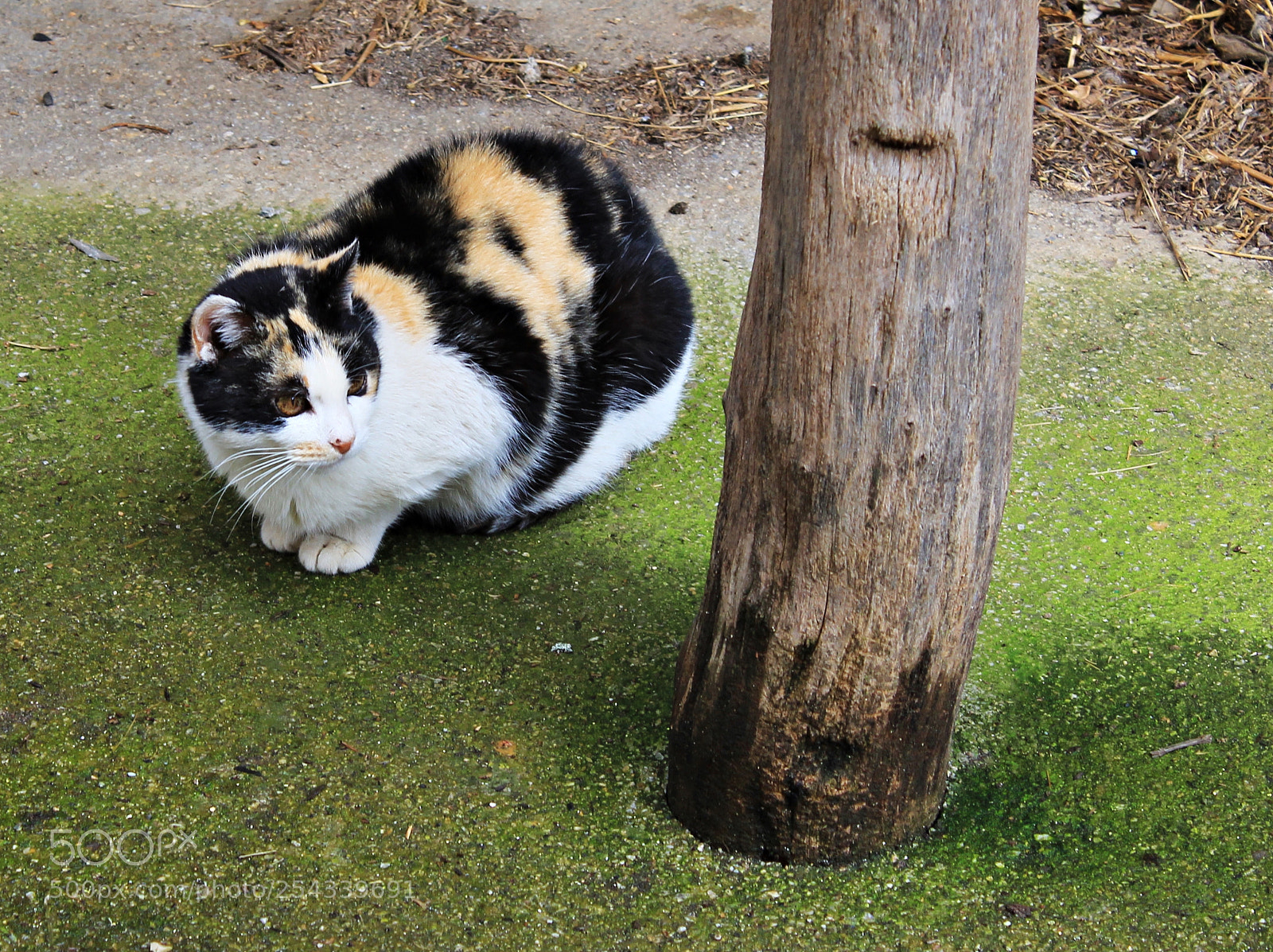 Canon EOS 1300D (EOS Rebel T6 / EOS Kiss X80) sample photo. Gato observando columna photography