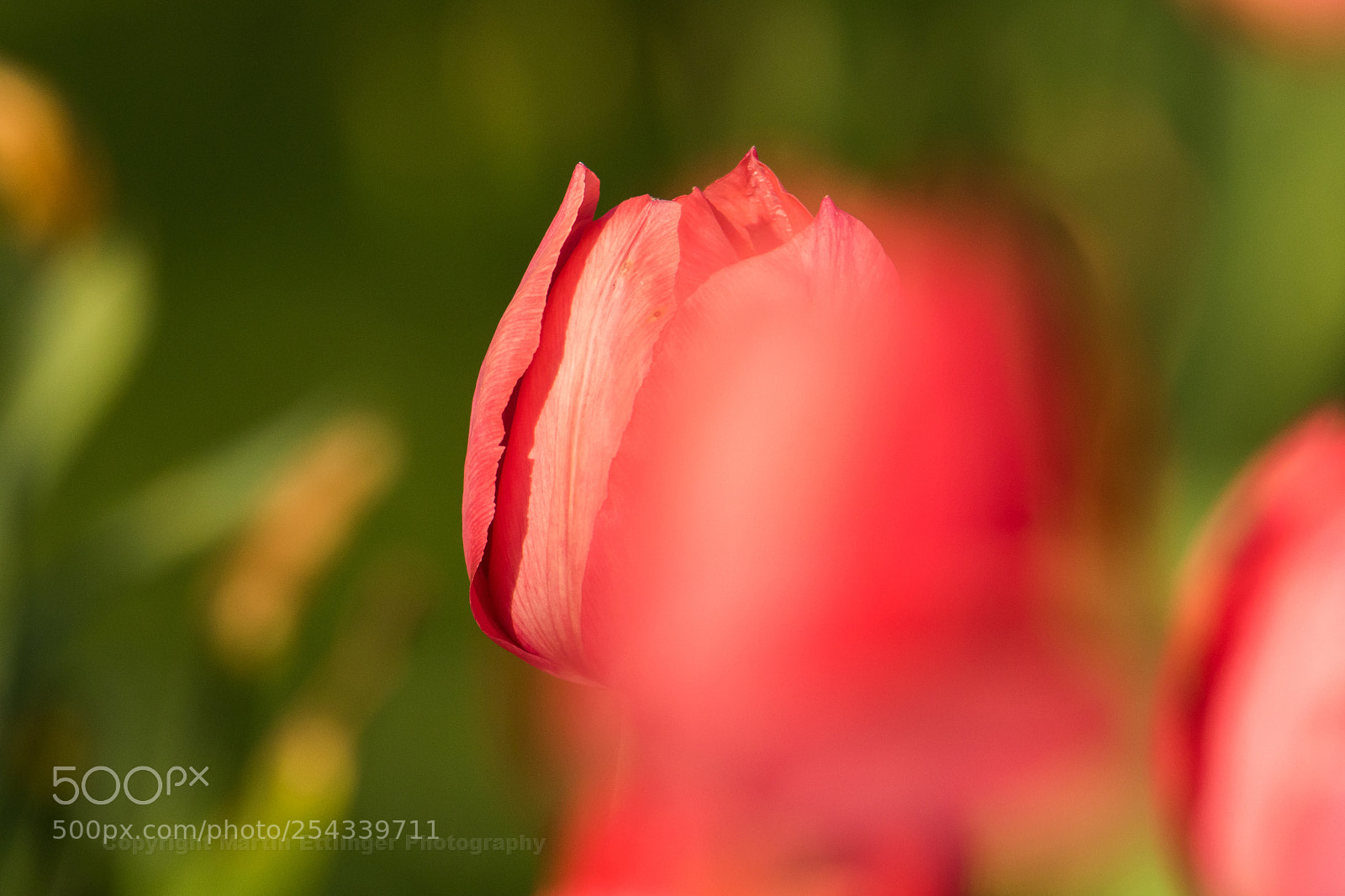 Canon EOS 7D Mark II sample photo. Tulip 17042018 photography