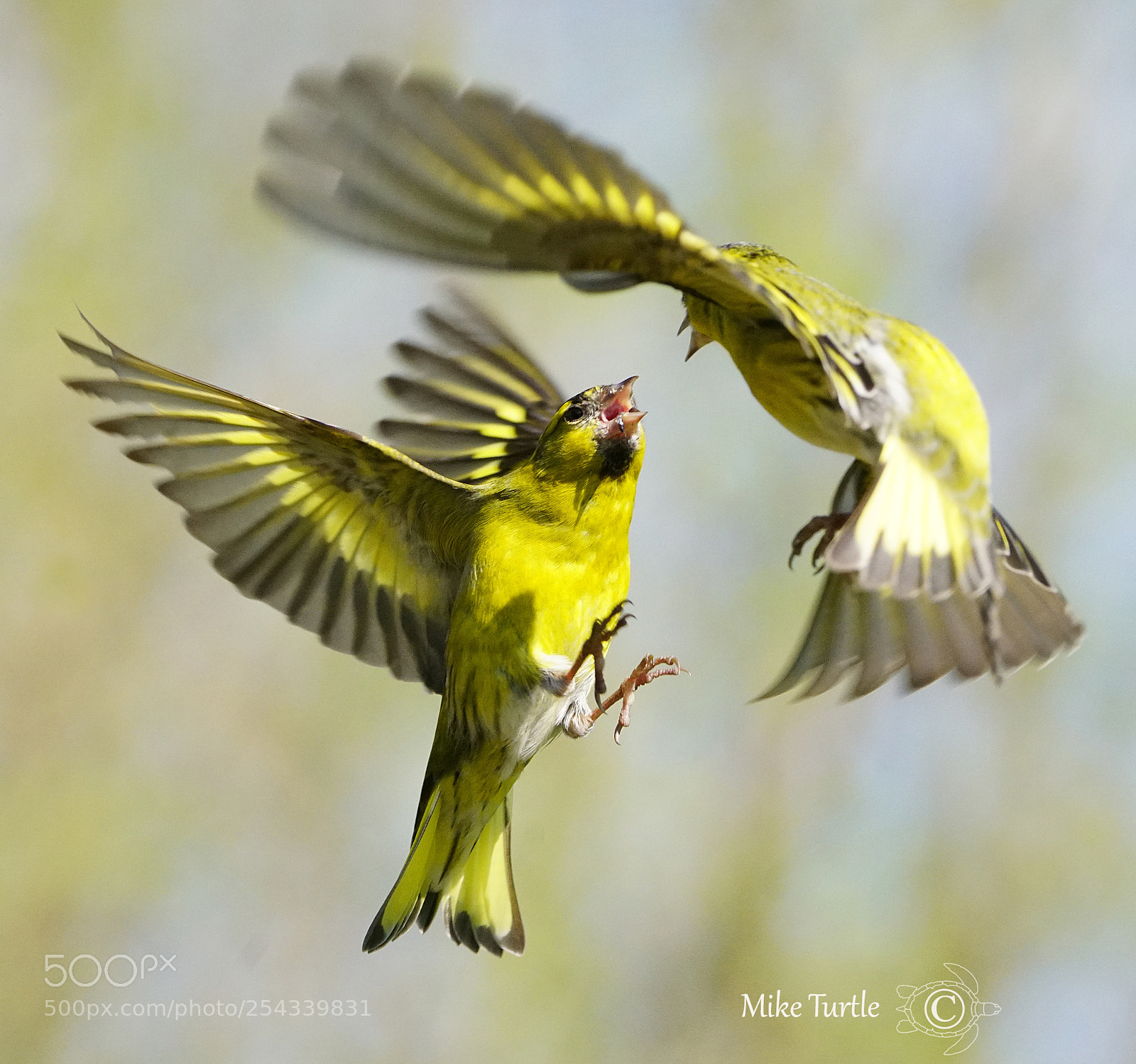 Sony a99 II sample photo. Siskin squabble photography