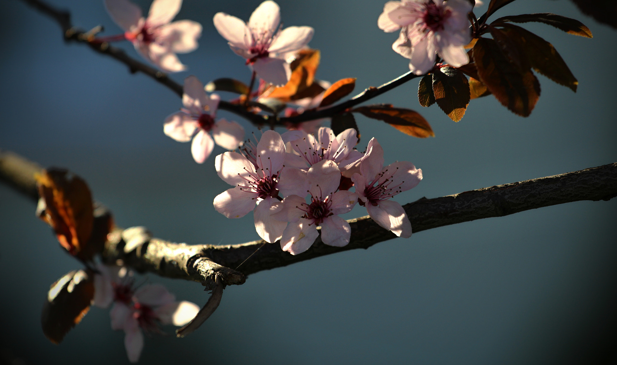 Canon EOS 1200D (EOS Rebel T5 / EOS Kiss X70 / EOS Hi) sample photo. Sakura - sakurová photography