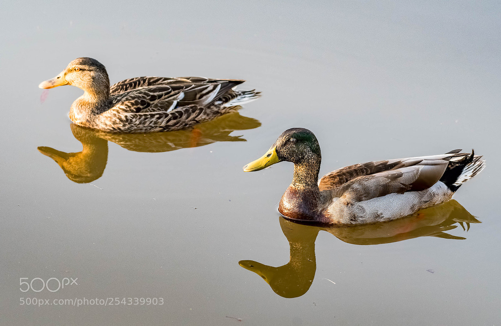 Nikon D500 sample photo. Mallard couple photography