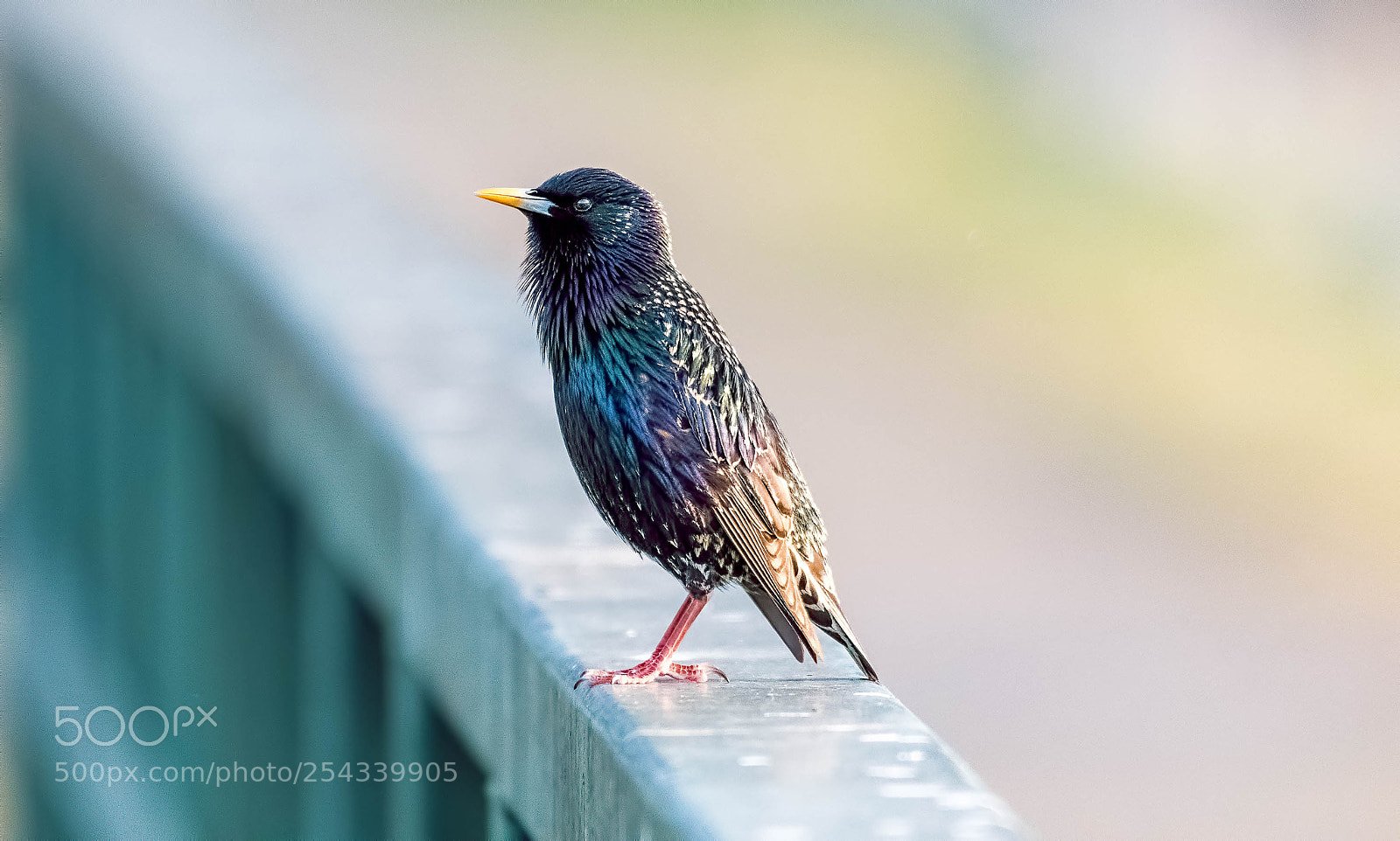 Nikon D500 sample photo. European starling standing photography