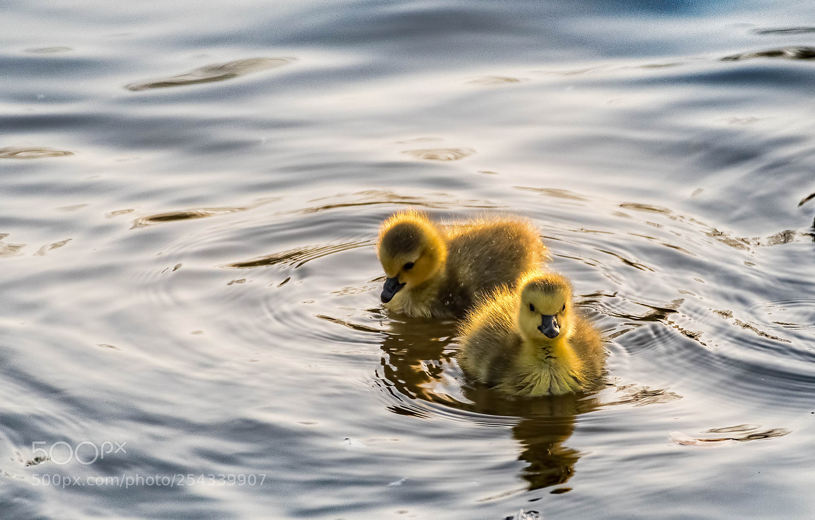 Nikon D500 sample photo. Adorable photography