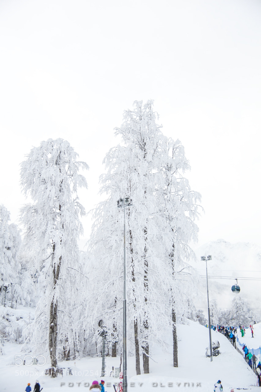 Canon EOS 5D Mark II sample photo. Winter's tale photography