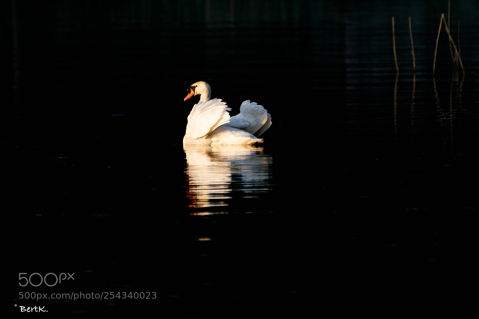 Nikon D500 sample photo. Swan photography