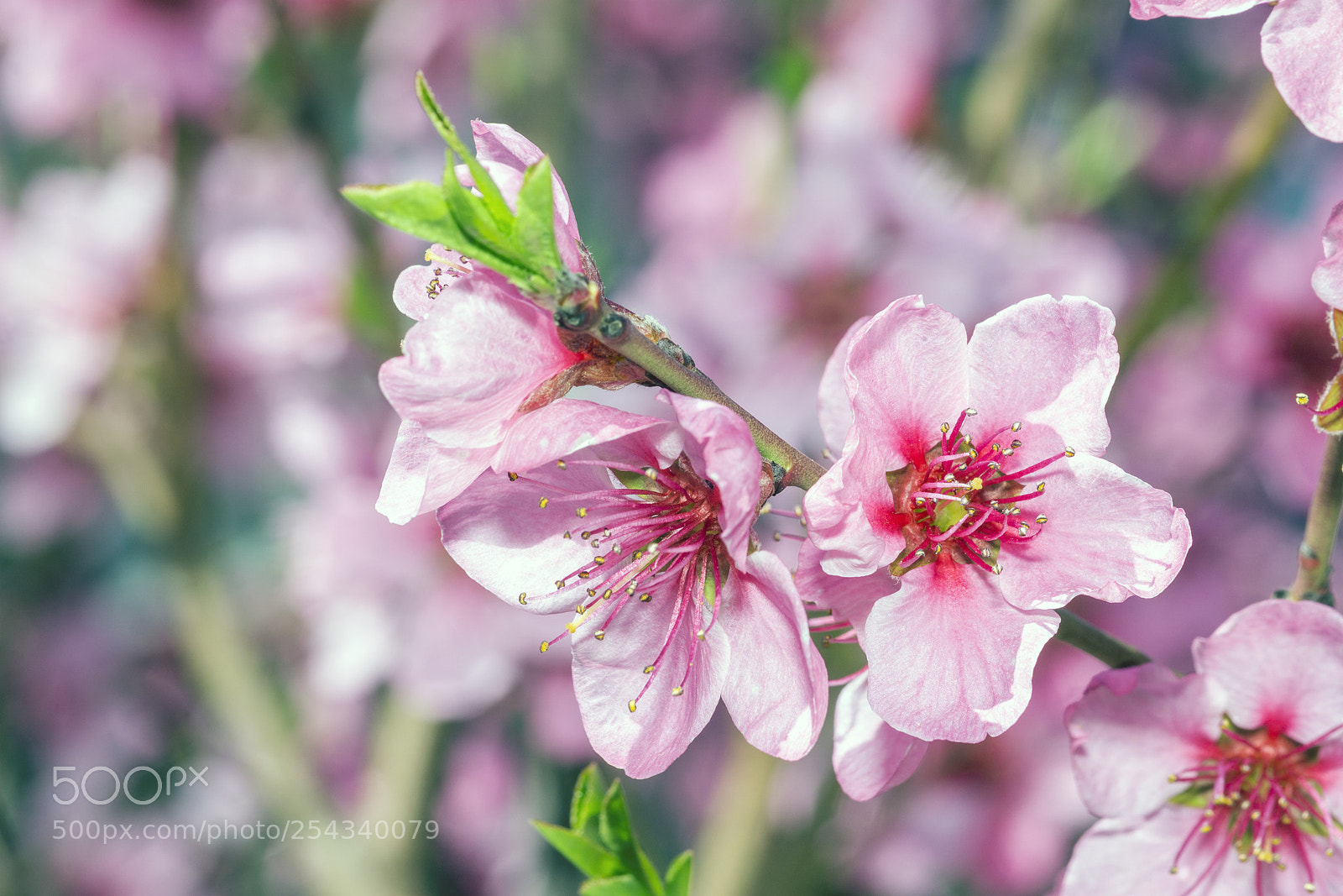 Sony a6000 sample photo. Cherry blossoms photography