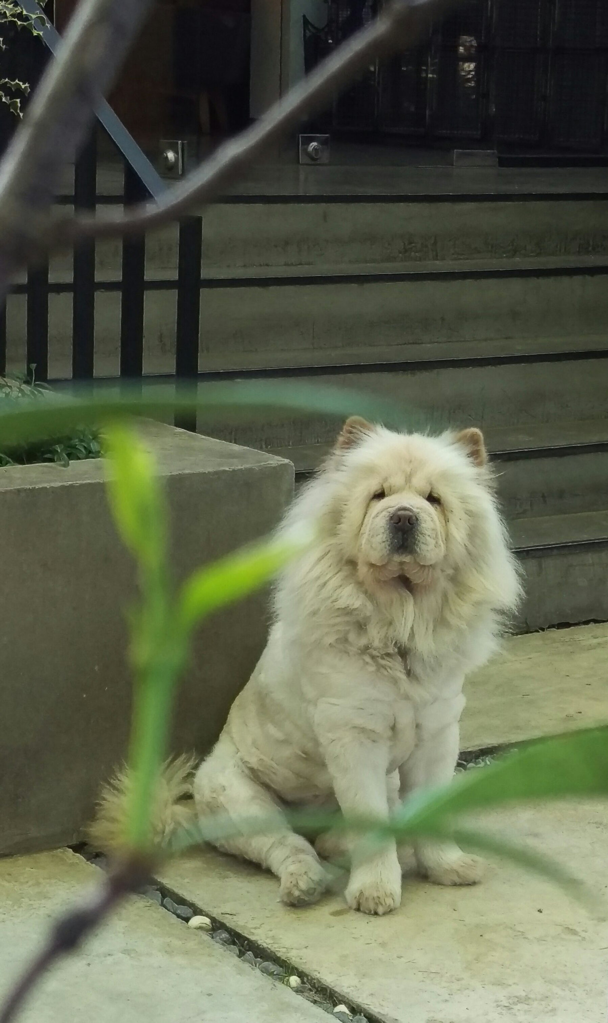 HTC ONE M9 sample photo. Chow chow photography