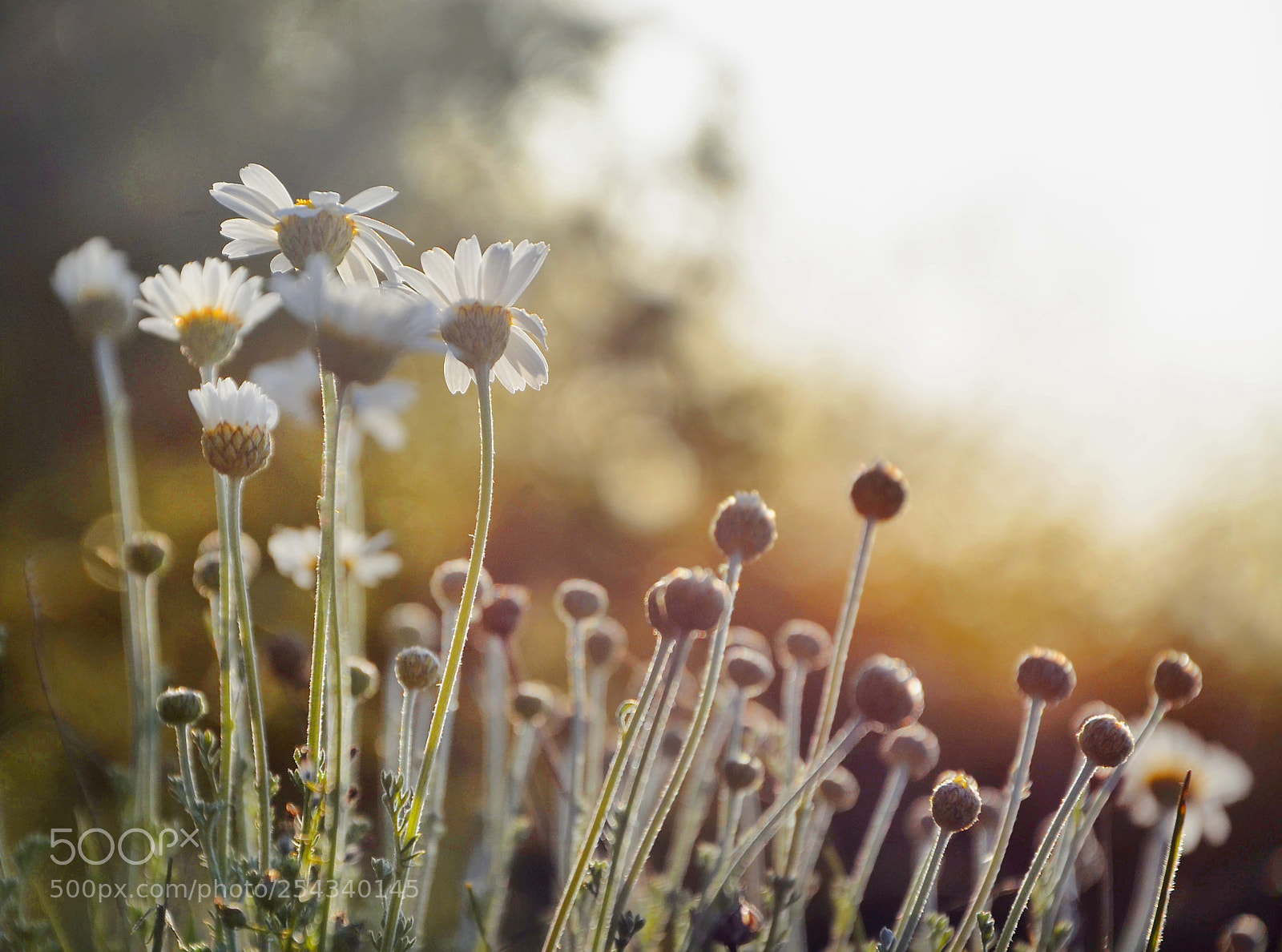 Nikon D7000 sample photo. Flowers in sunlight photography