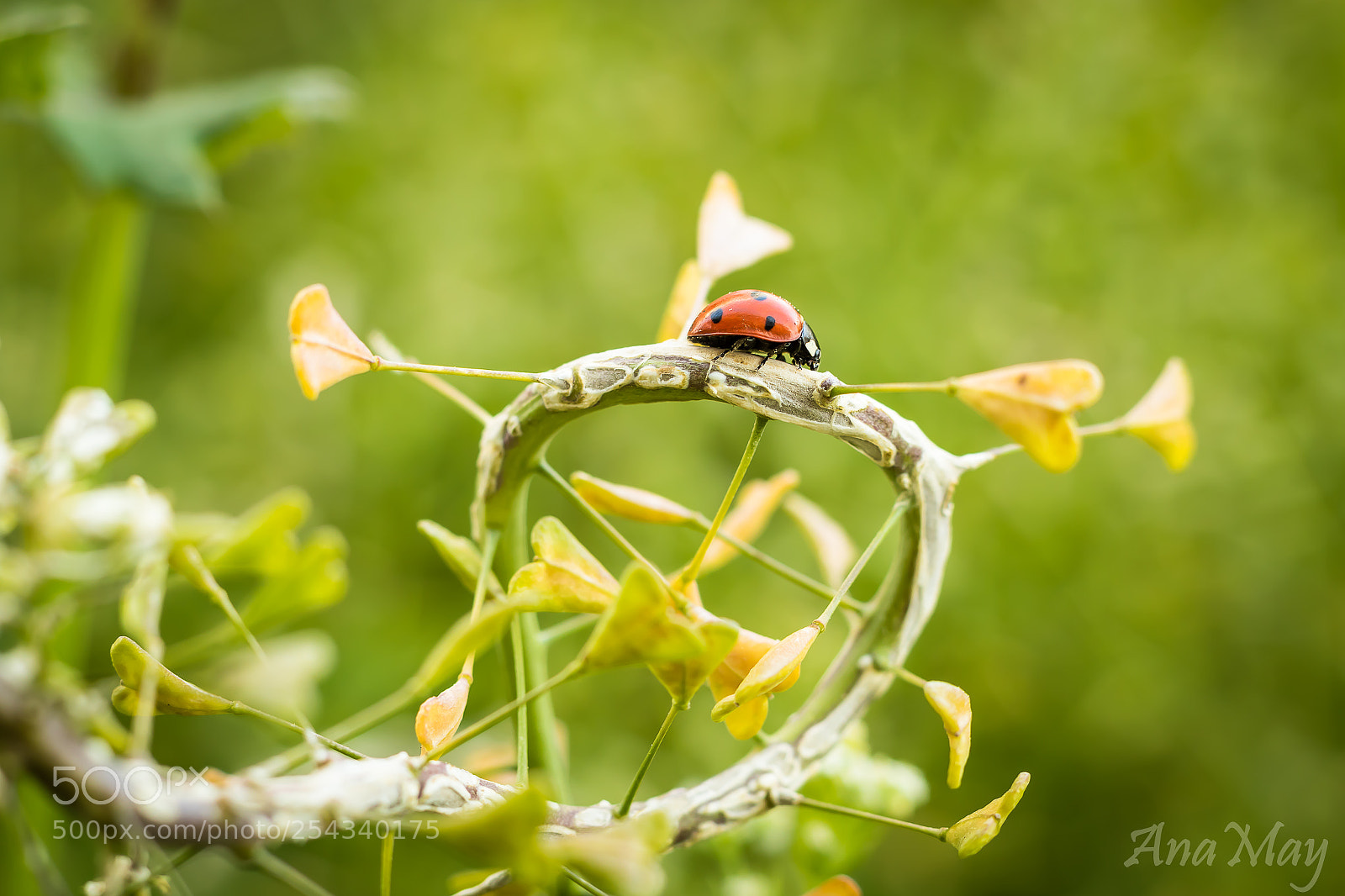 Canon EOS 7D Mark II sample photo. Sur le chemin photography