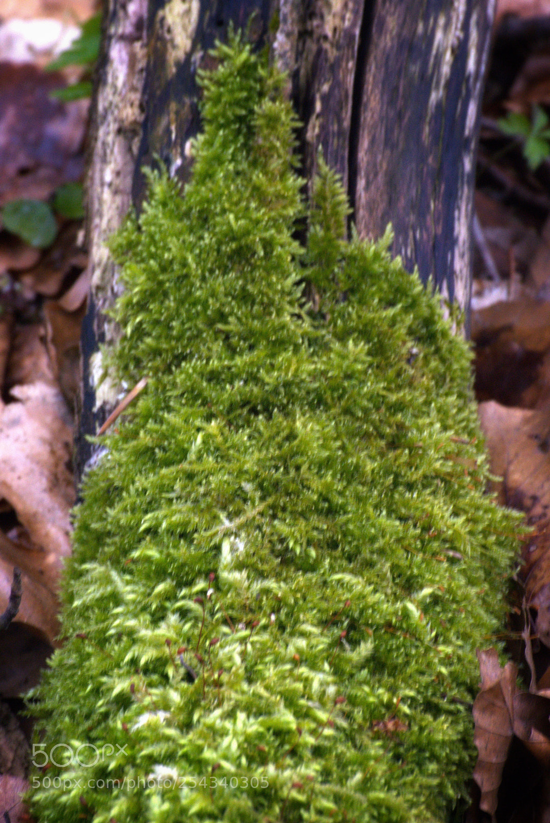 Sony SLT-A58 sample photo. Forest photography