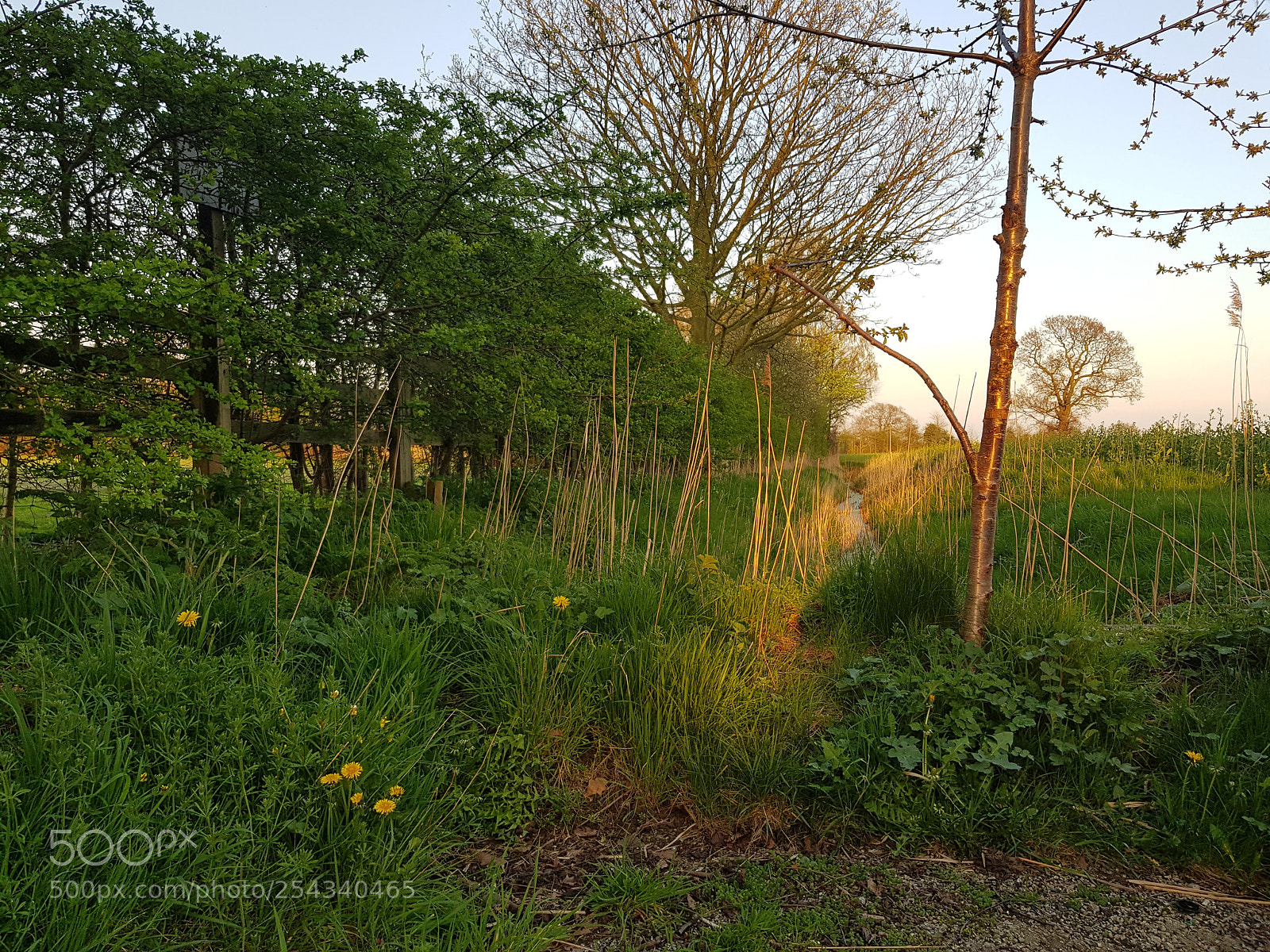 Samsung Galaxy S8 sample photo. Eveninglight photography