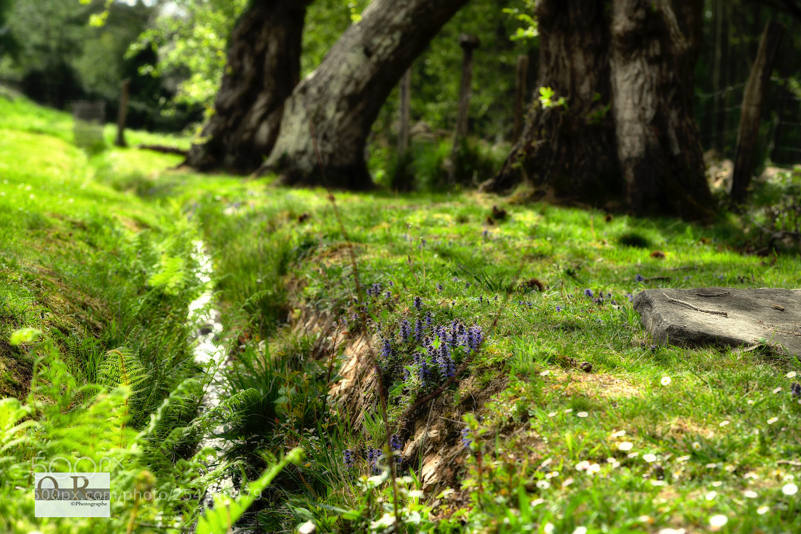 Nikon D850 sample photo. Pays basque photography