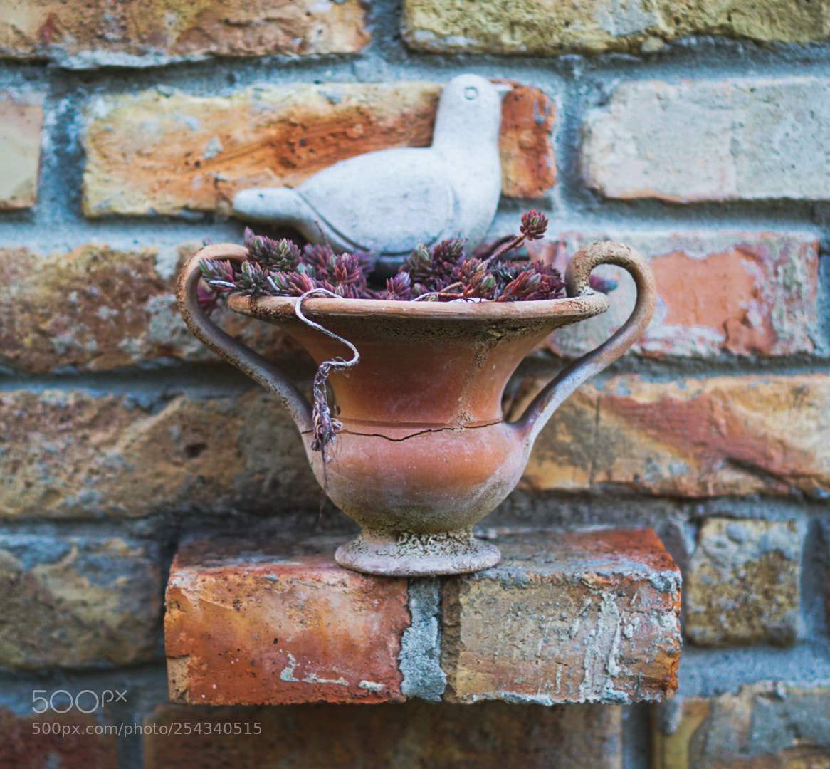 Sony a6000 sample photo. Peace photography