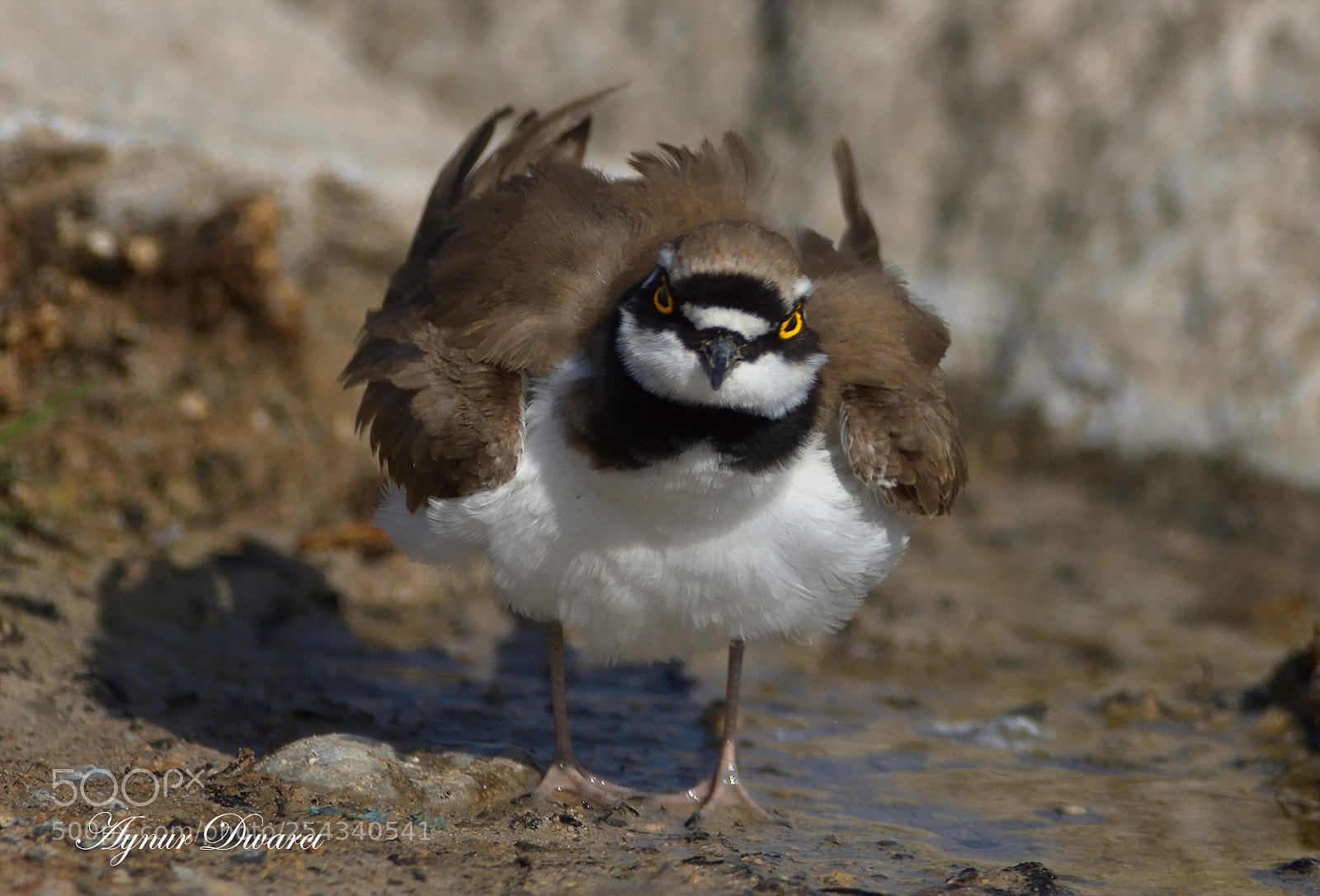 Nikon D7200 sample photo. Little ringed plover photography