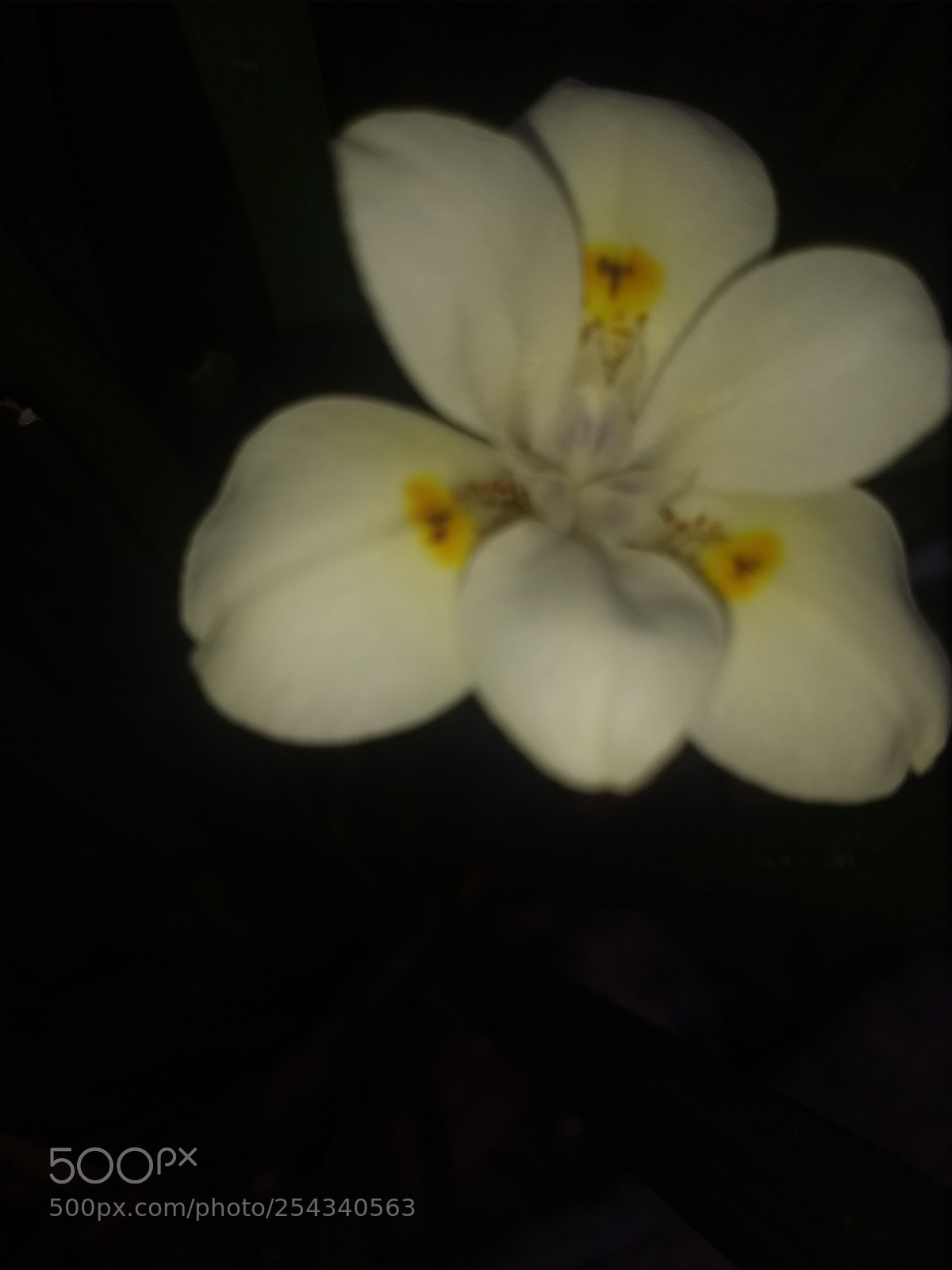 Motorola Moto G (5) Plus sample photo. Untitled photography