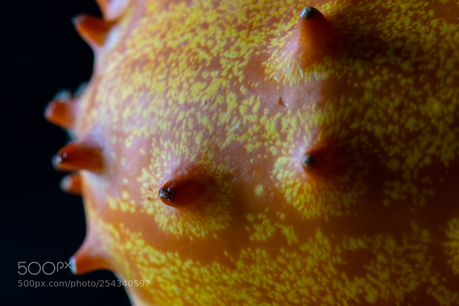 Nikon D5300 sample photo. Alien melon photography