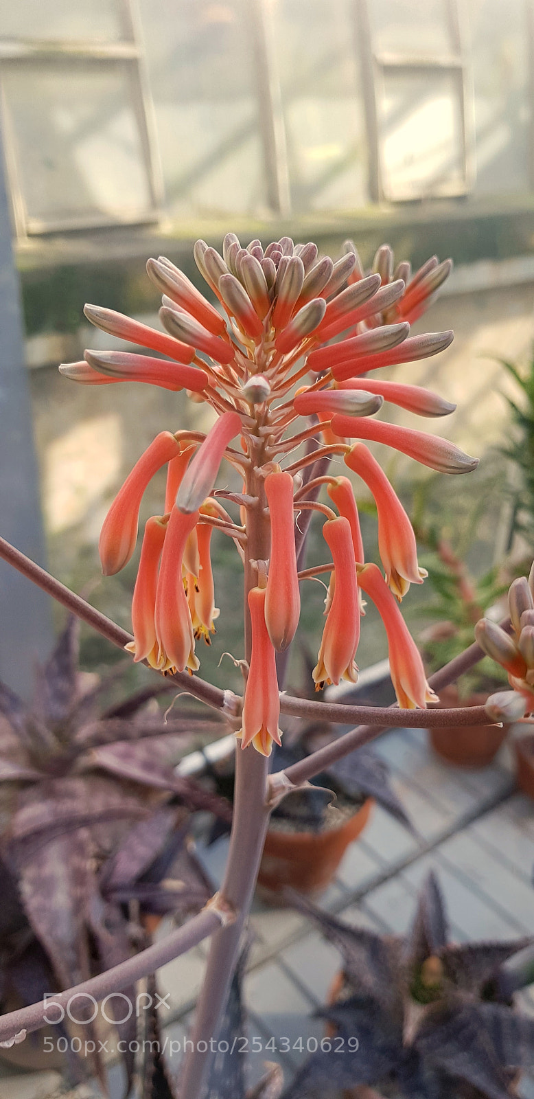 Samsung Galaxy S8 sample photo. Untitled photography