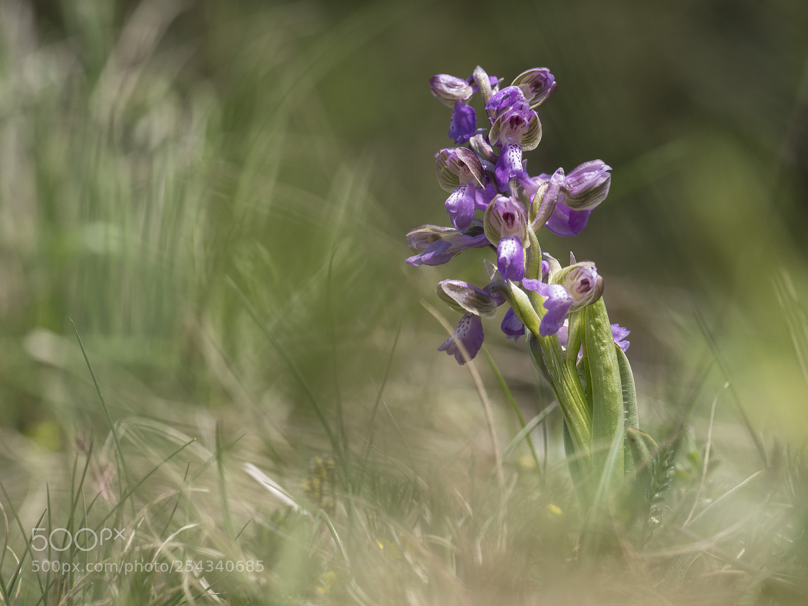 Olympus OM-D E-M1 Mark II sample photo. Rare flower photography