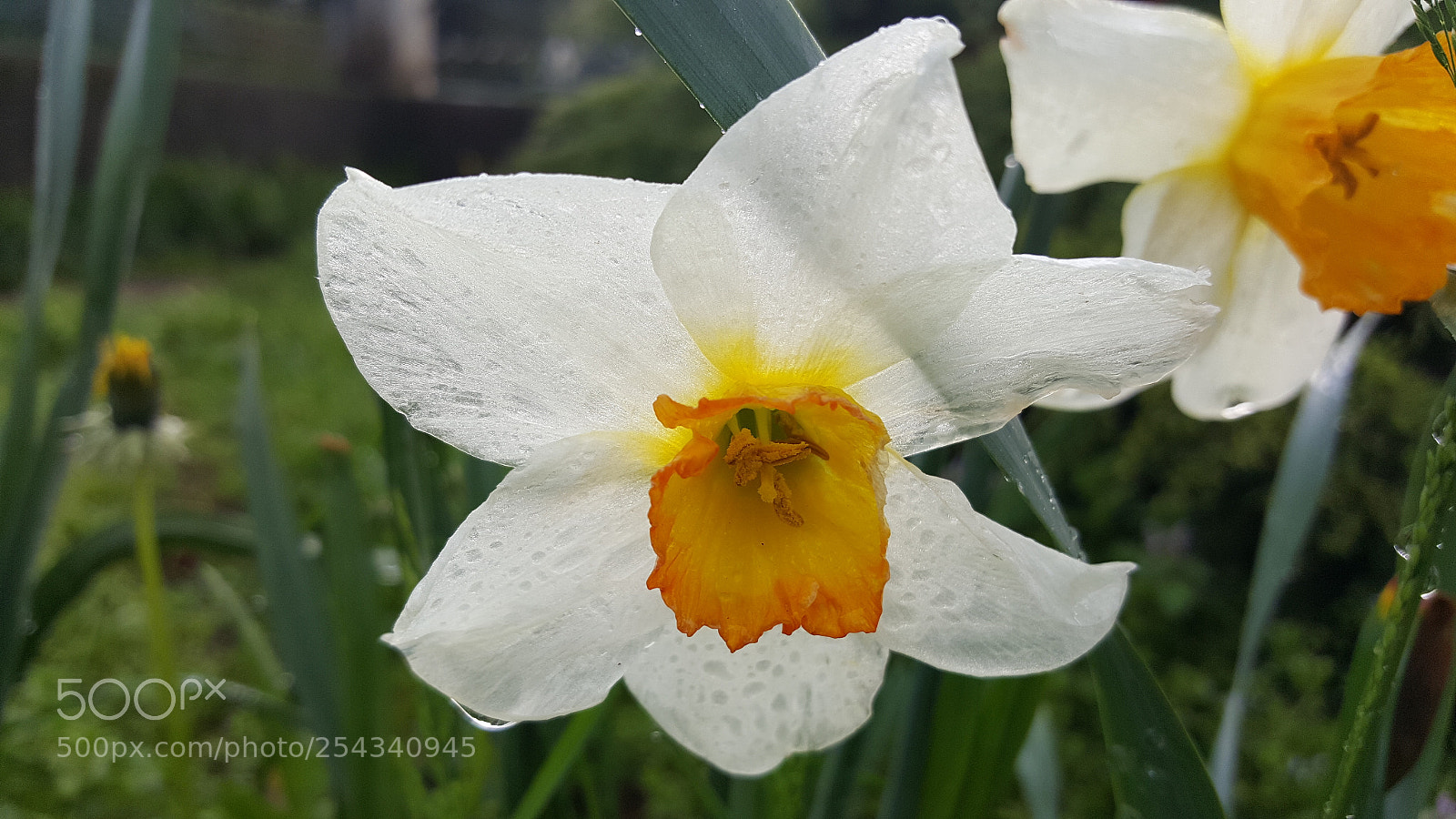 Samsung Galaxy S6 sample photo. After rain photography