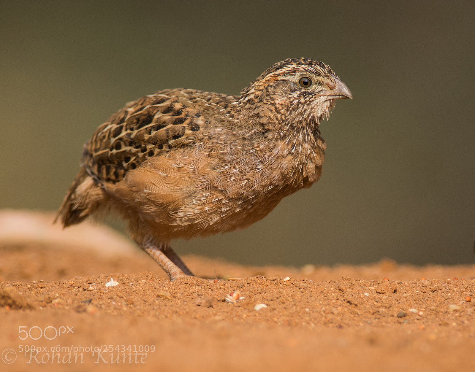 Nikon D7100 sample photo. Jungle bush quail - 2 photography