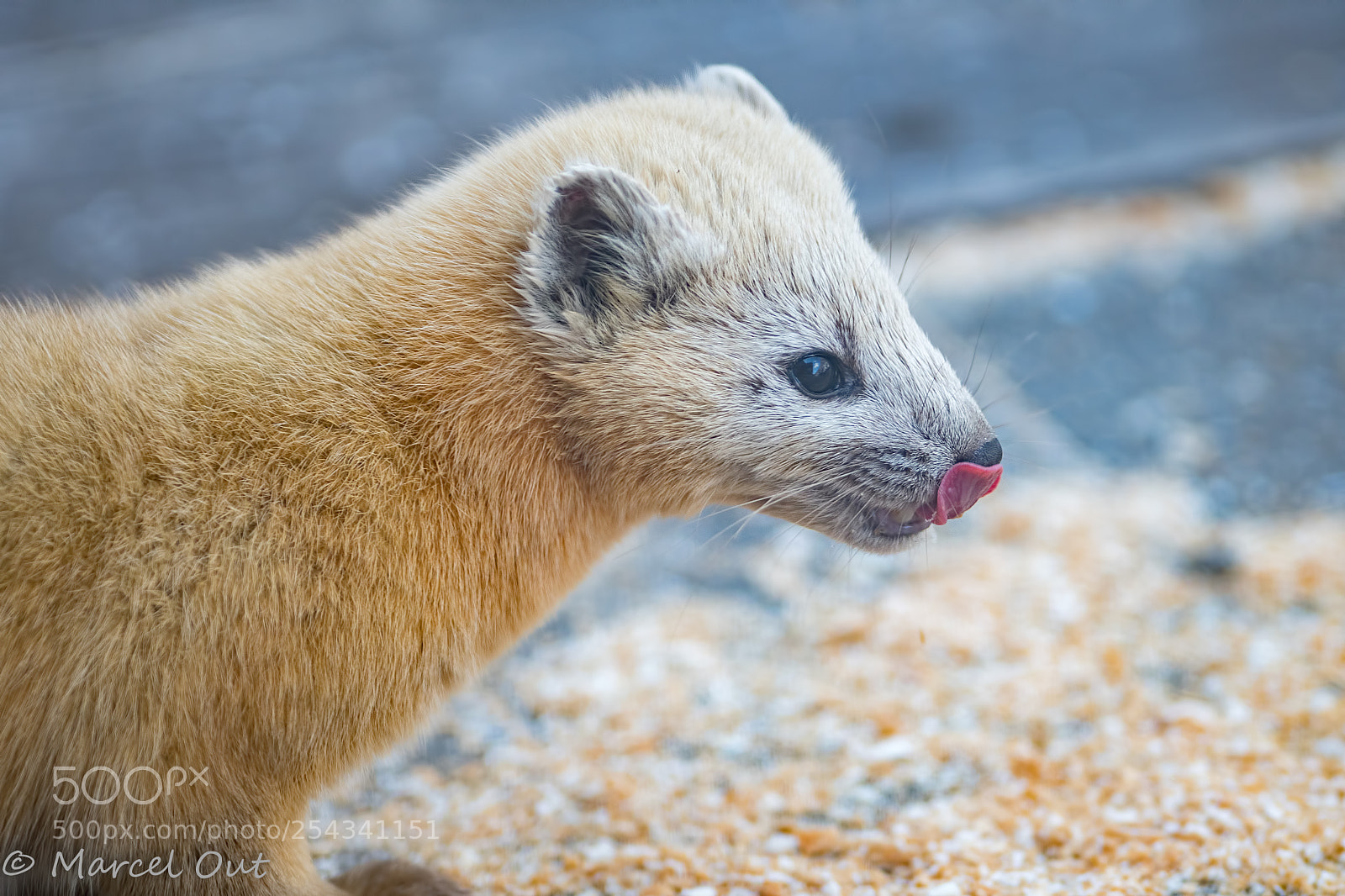 Nikon D500 sample photo. Japanese marten photography