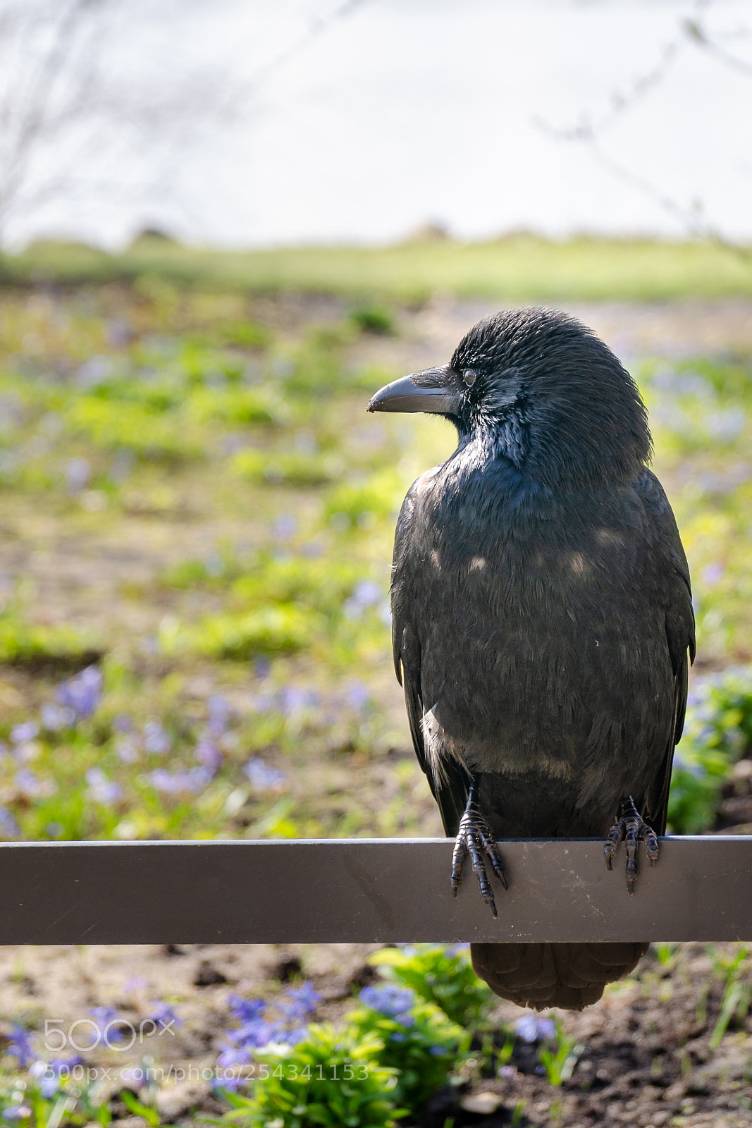 Nikon D7000 sample photo. Rabe photography
