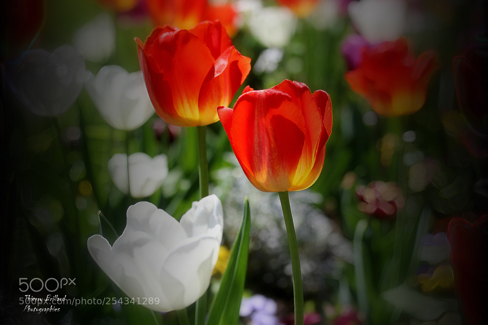 Canon EOS 600D (Rebel EOS T3i / EOS Kiss X5) sample photo. Quelques tulipes photography