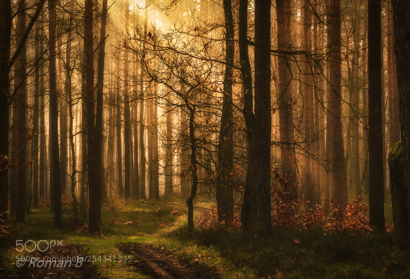 Nikon D5300 sample photo. Forest path photography