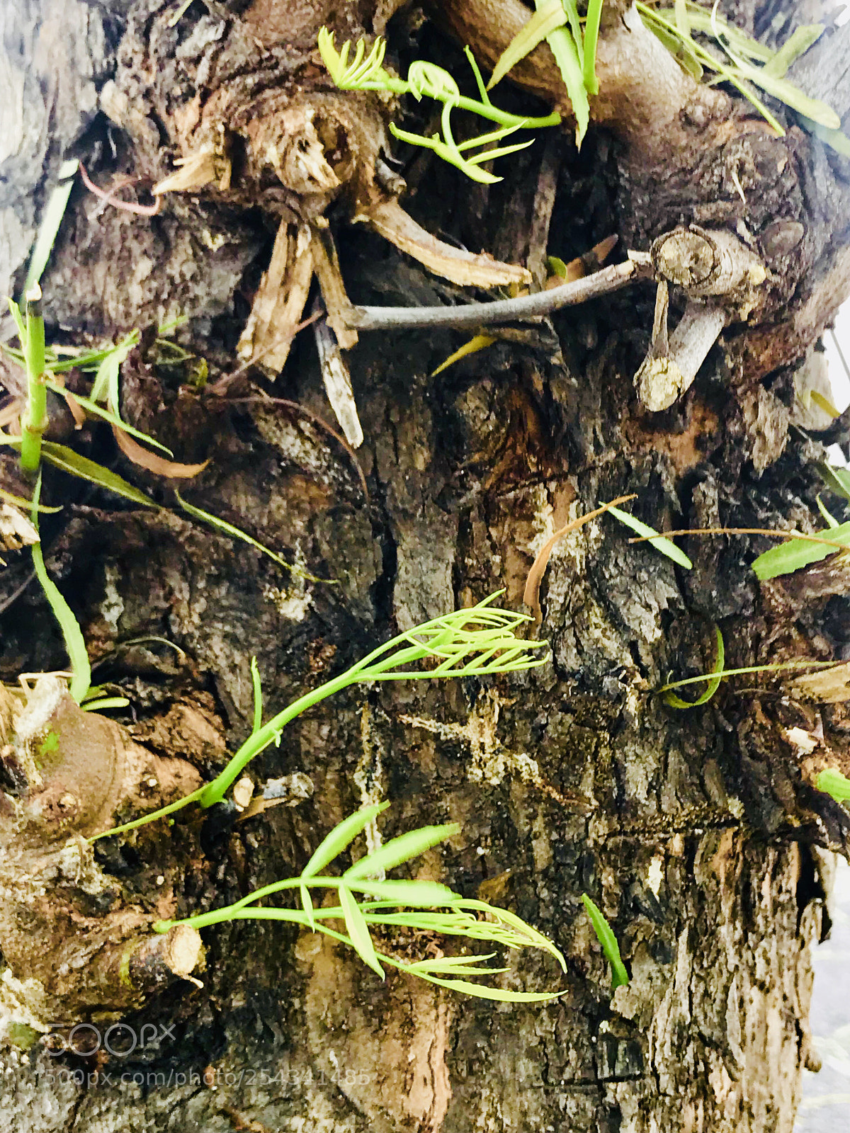 Apple iPhone 7 Plus sample photo. Tree photography