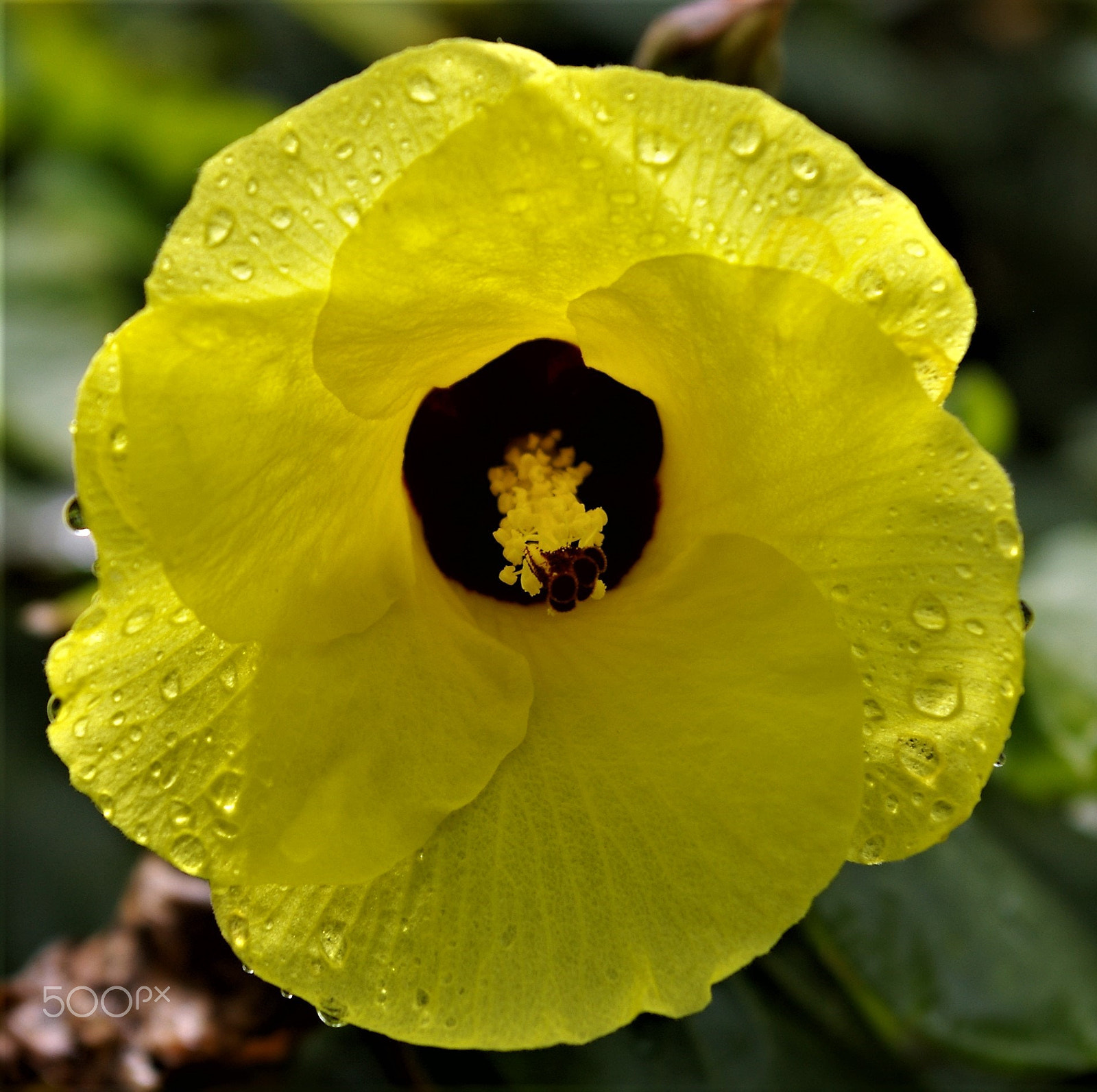 Pentax K100D Super sample photo. (yellow hibiscus after rain) photography